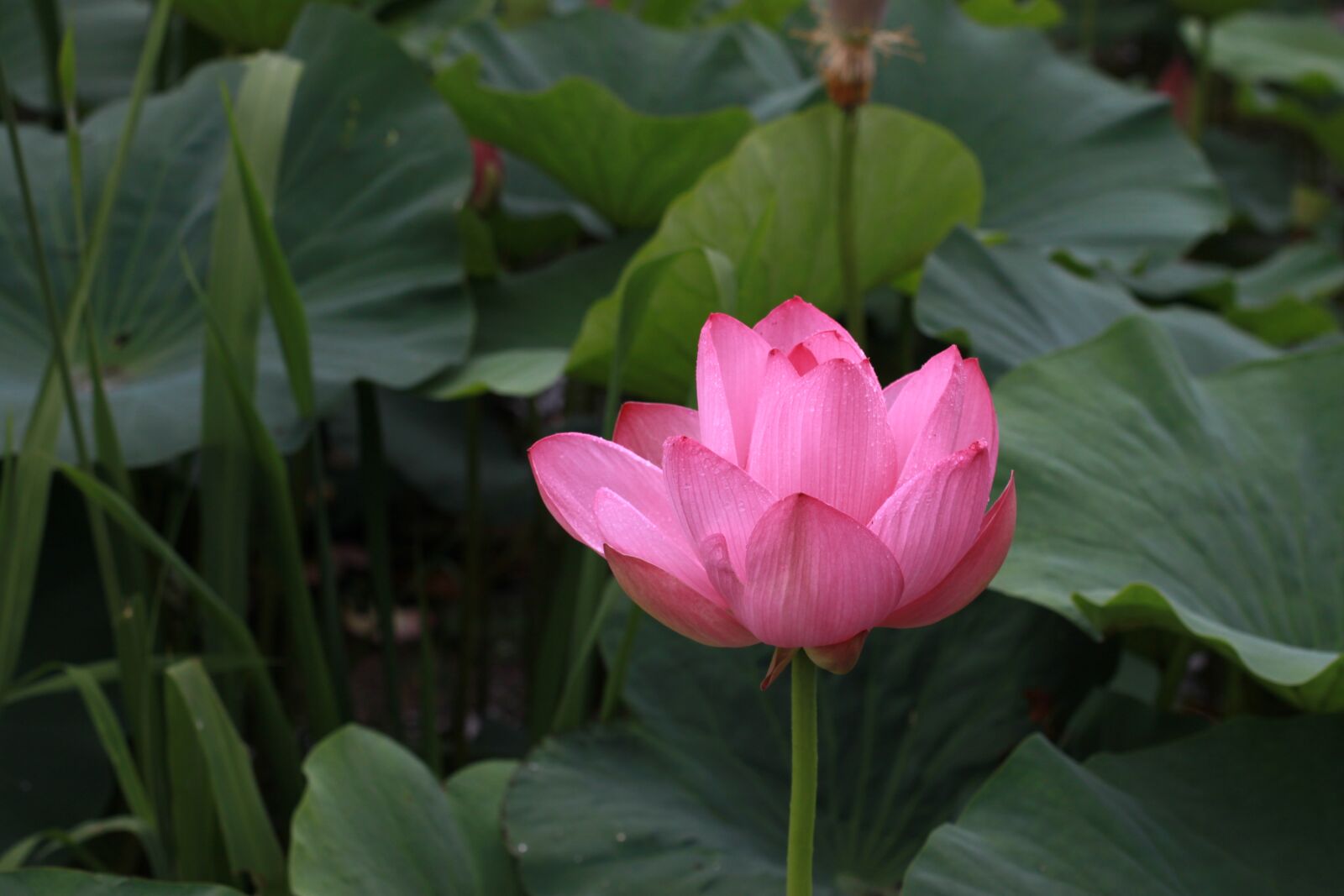 Canon EOS 500D (EOS Rebel T1i / EOS Kiss X3) sample photo. Kite, lotus, water lilies photography