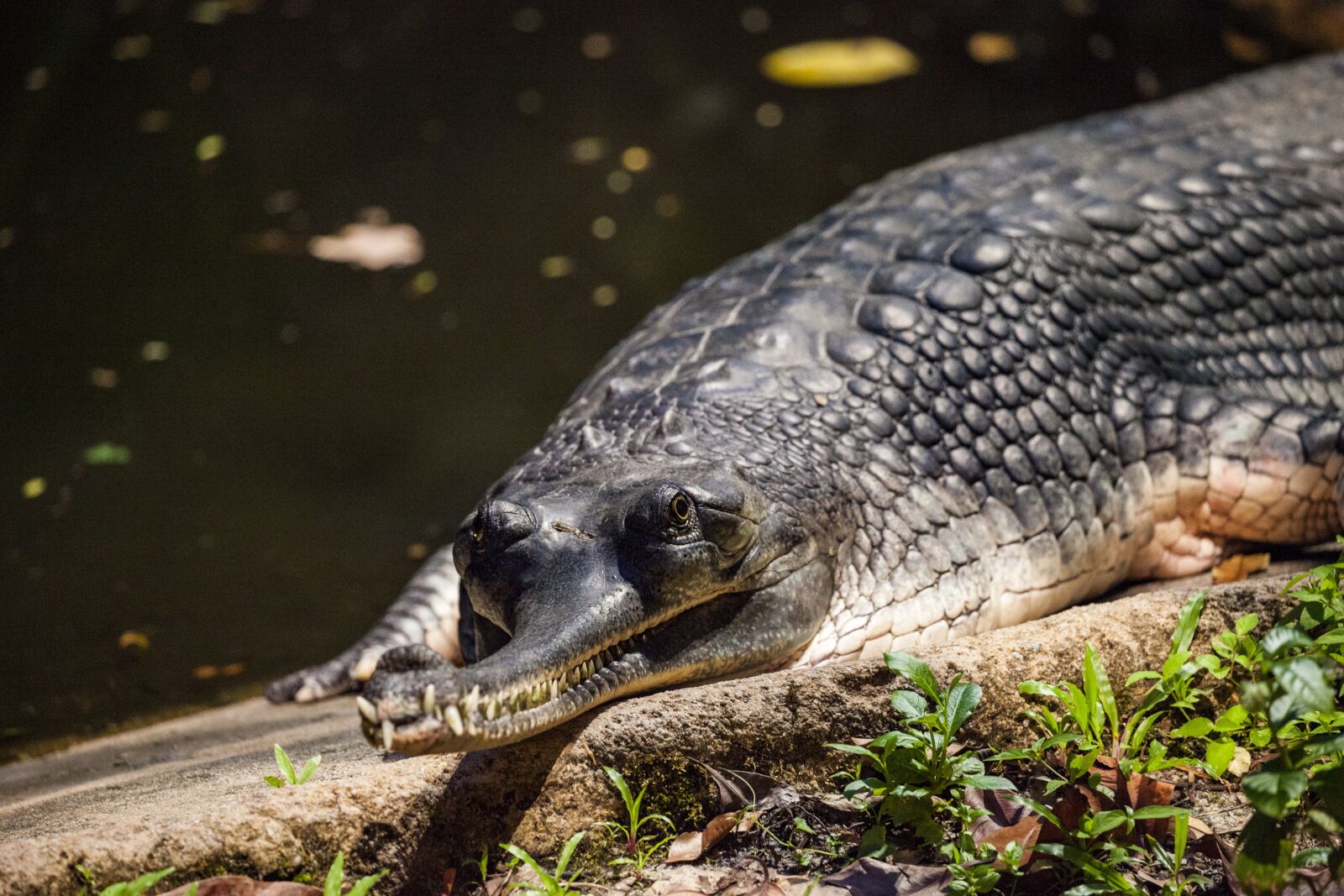 Canon EOS 5D Mark II sample photo. Gharial, gavial, real gavial photography