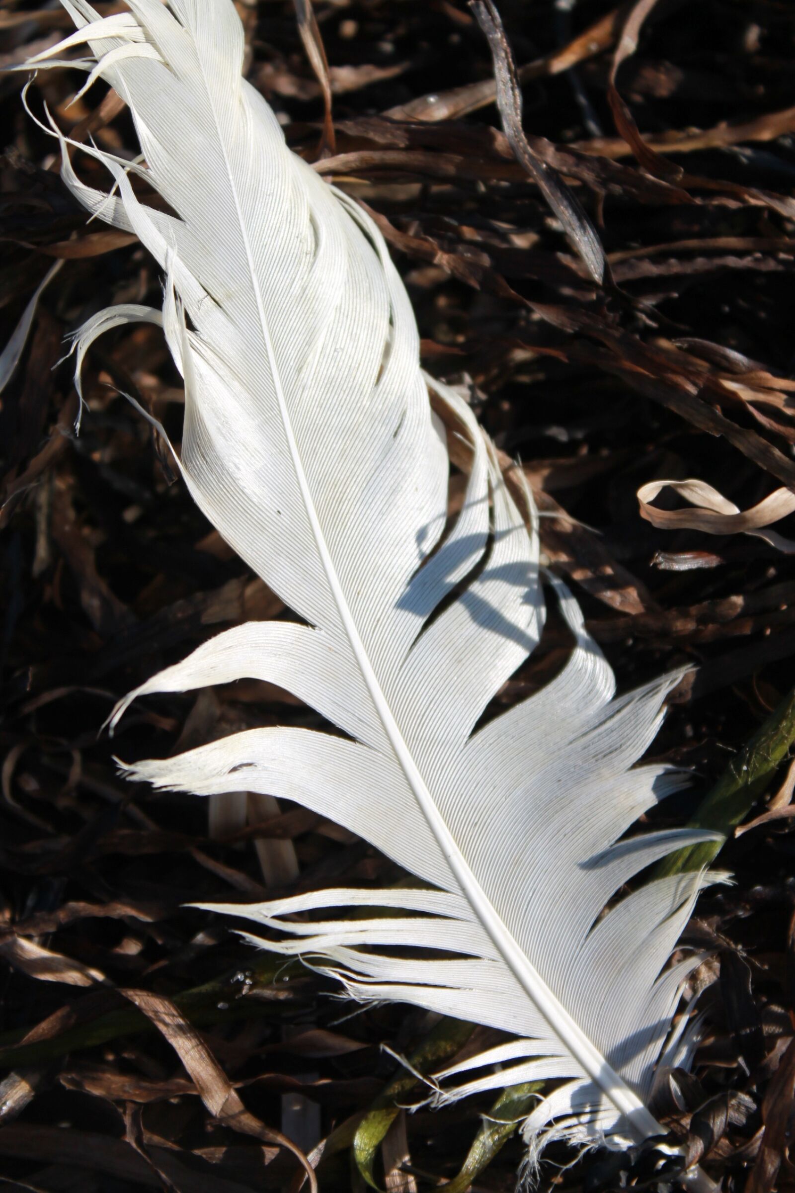 Canon EOS 1100D (EOS Rebel T3 / EOS Kiss X50) sample photo. Feather, gulls, nature photography