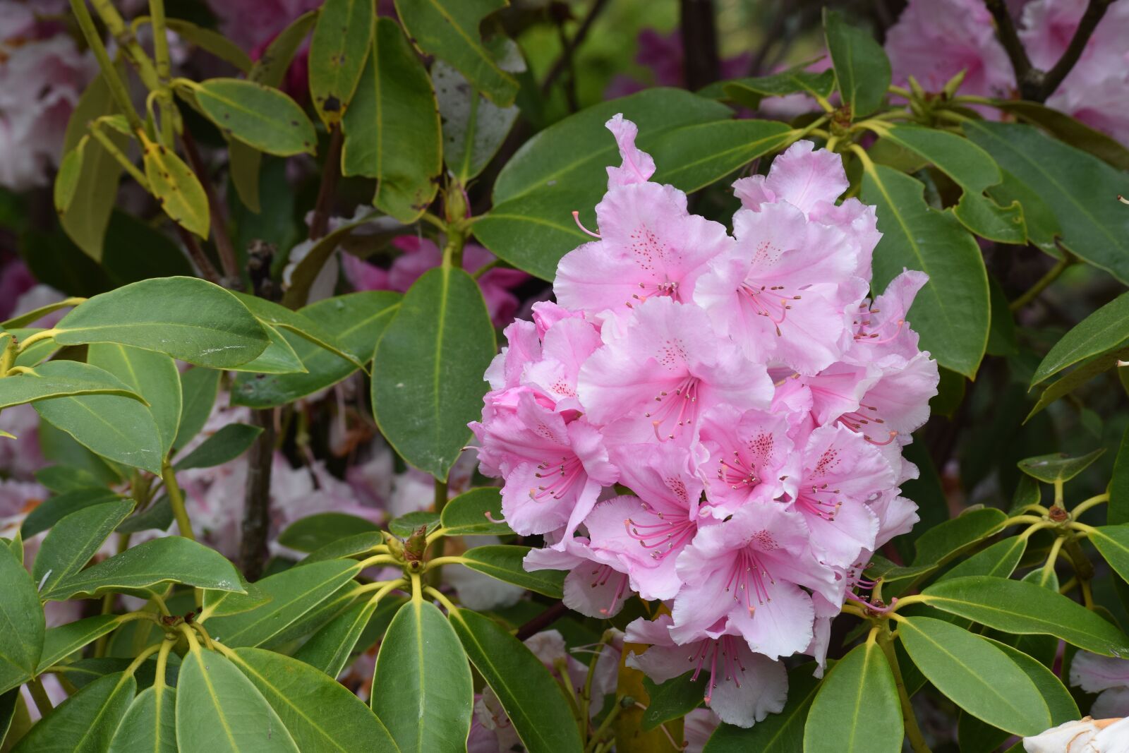 Nikon D3300 sample photo. Rhododendron flower, pink flower photography