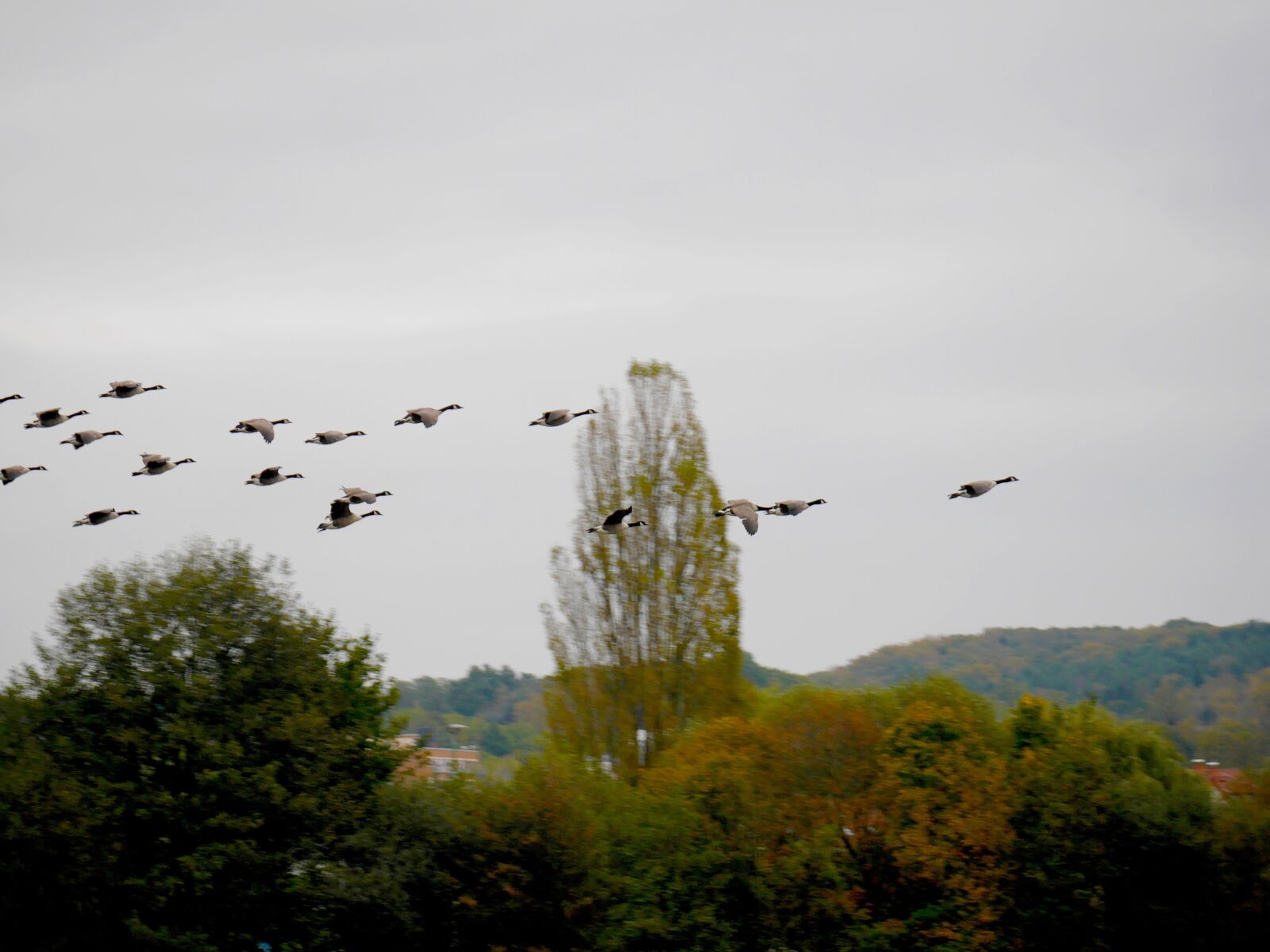 Panasonic Lumix DMC-G6 sample photo. Birds, migratory birds, geese photography