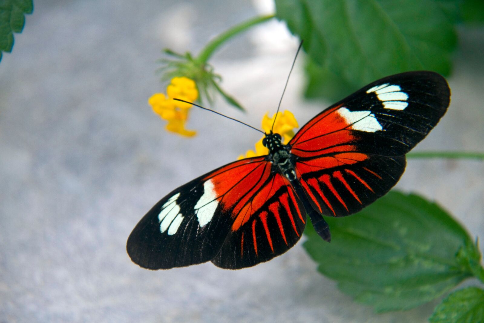 Canon EOS 7D sample photo. Butterfly, nature, orange photography