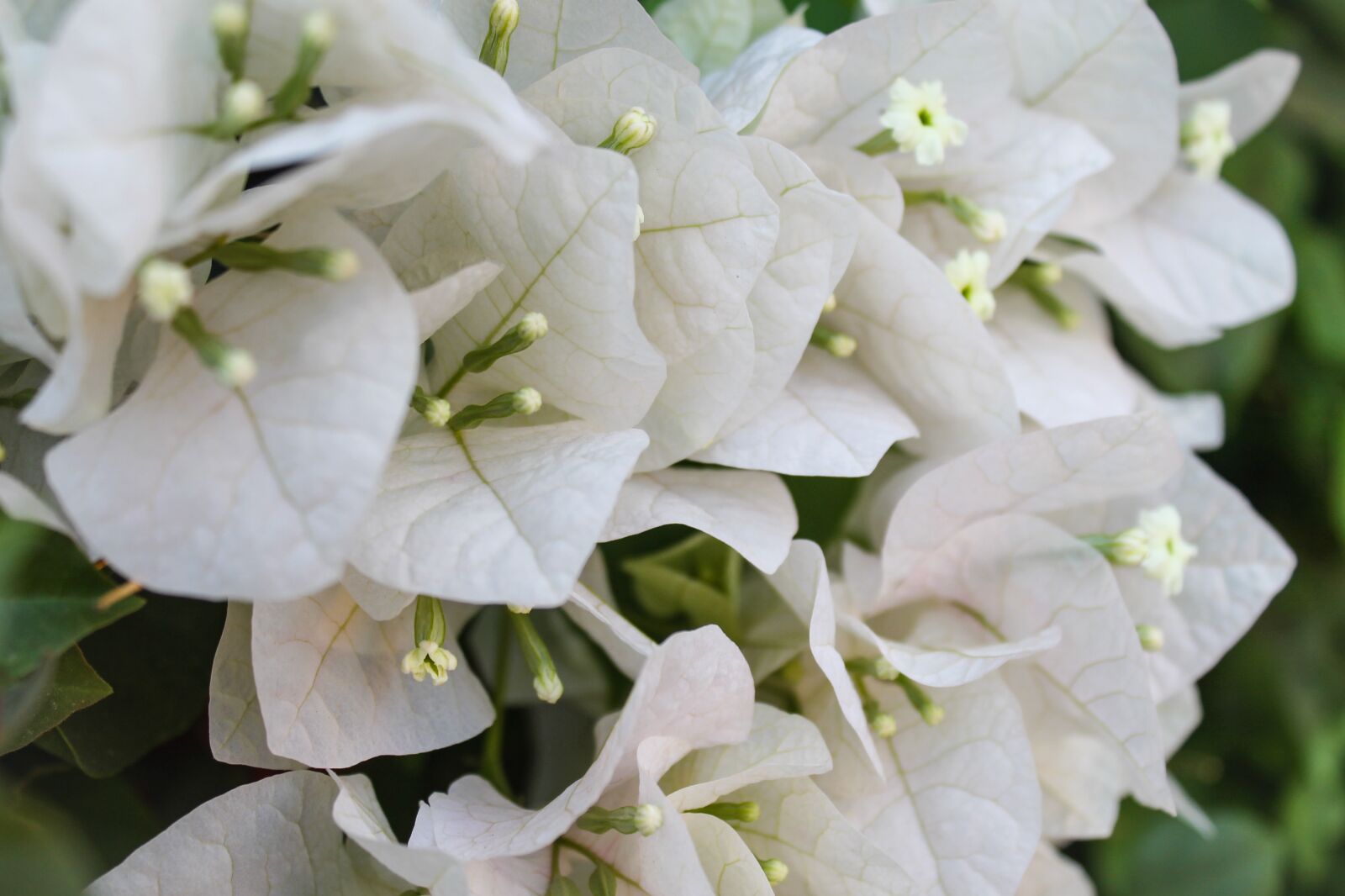 Canon EOS 1100D (EOS Rebel T3 / EOS Kiss X50) sample photo. White, flowers, plant photography
