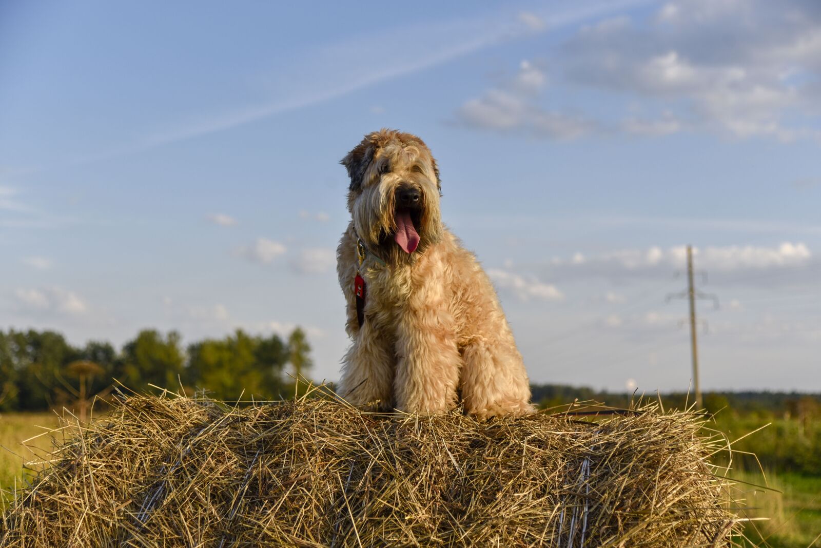 Nikon D750 sample photo. Dog, terrier, cute photography