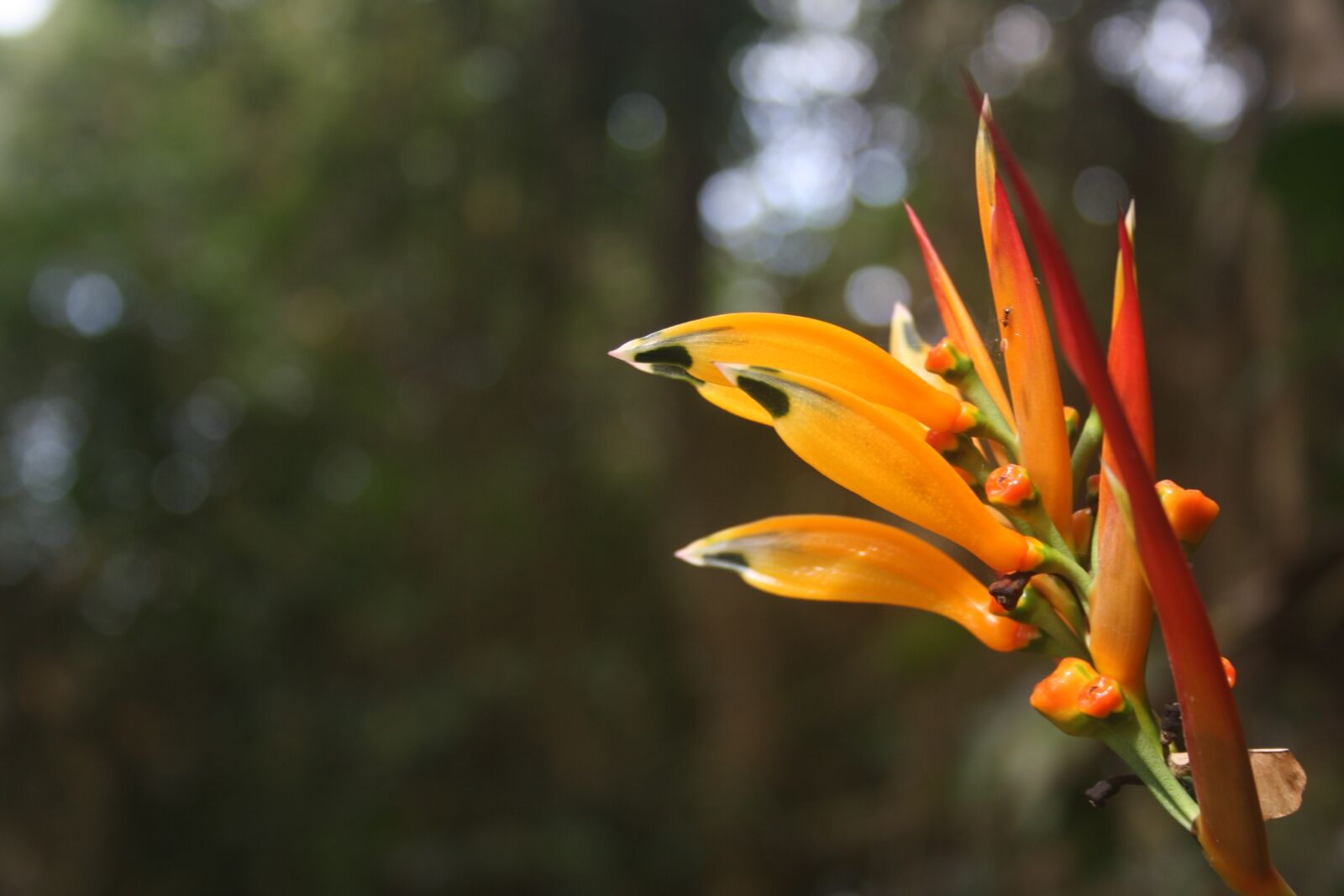 Canon EOS 1000D (EOS Digital Rebel XS / EOS Kiss F) sample photo. Nature, open air, flower photography