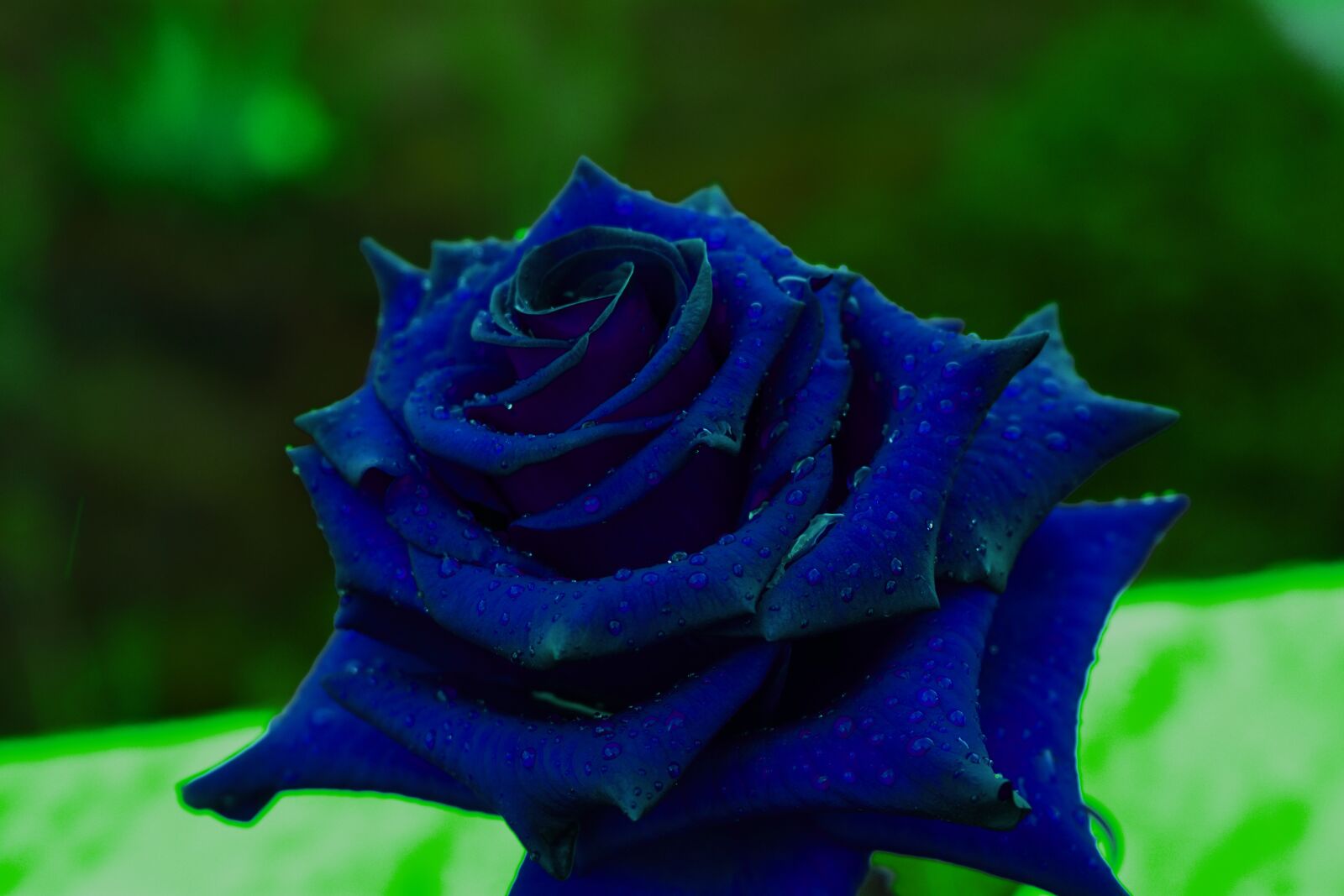 Nikon D3400 sample photo. Rosa, rain, blue photography