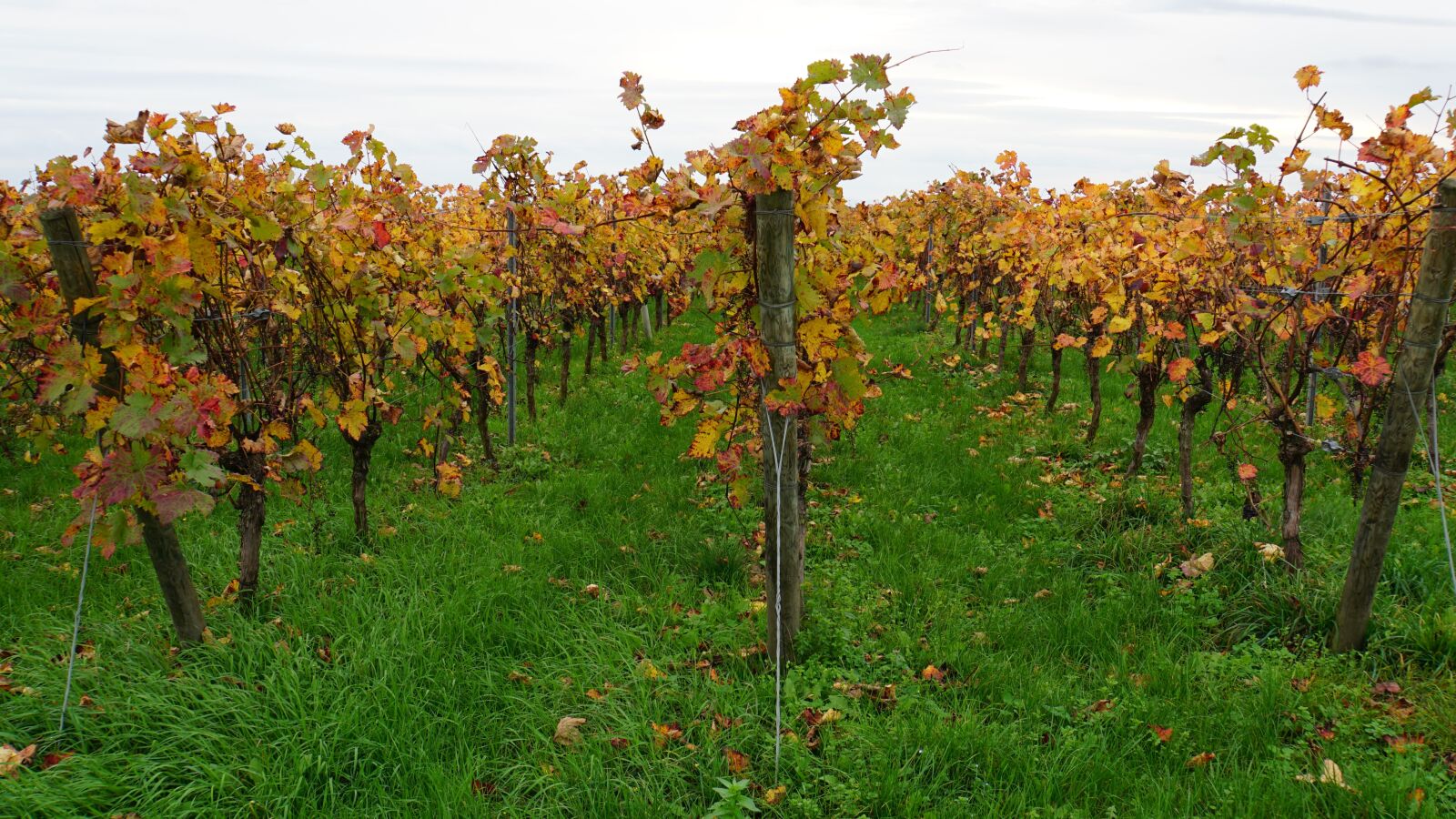 Sony a6000 + Sony E 18-200mm F3.5-6.3 OSS LE sample photo. Vineyard, autumn, wine photography