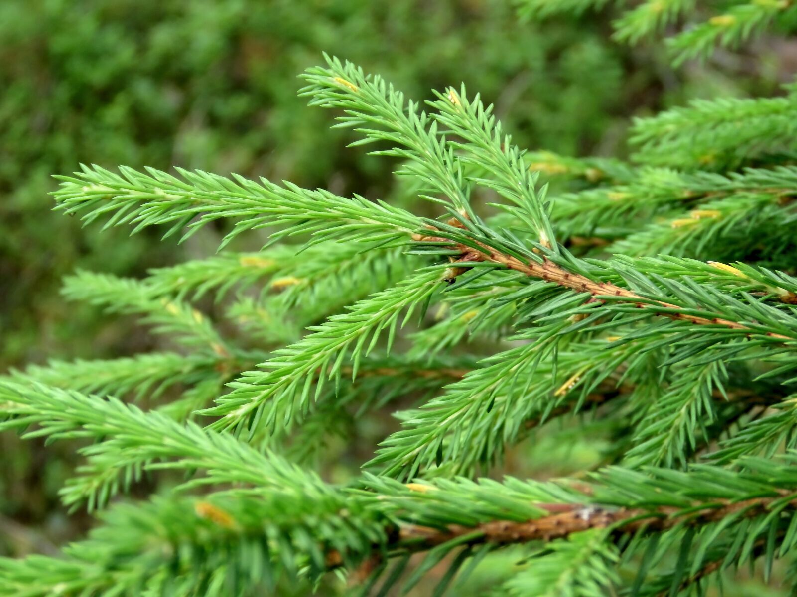 Canon PowerShot SX60 HS sample photo. Needles, spruce, needle photography
