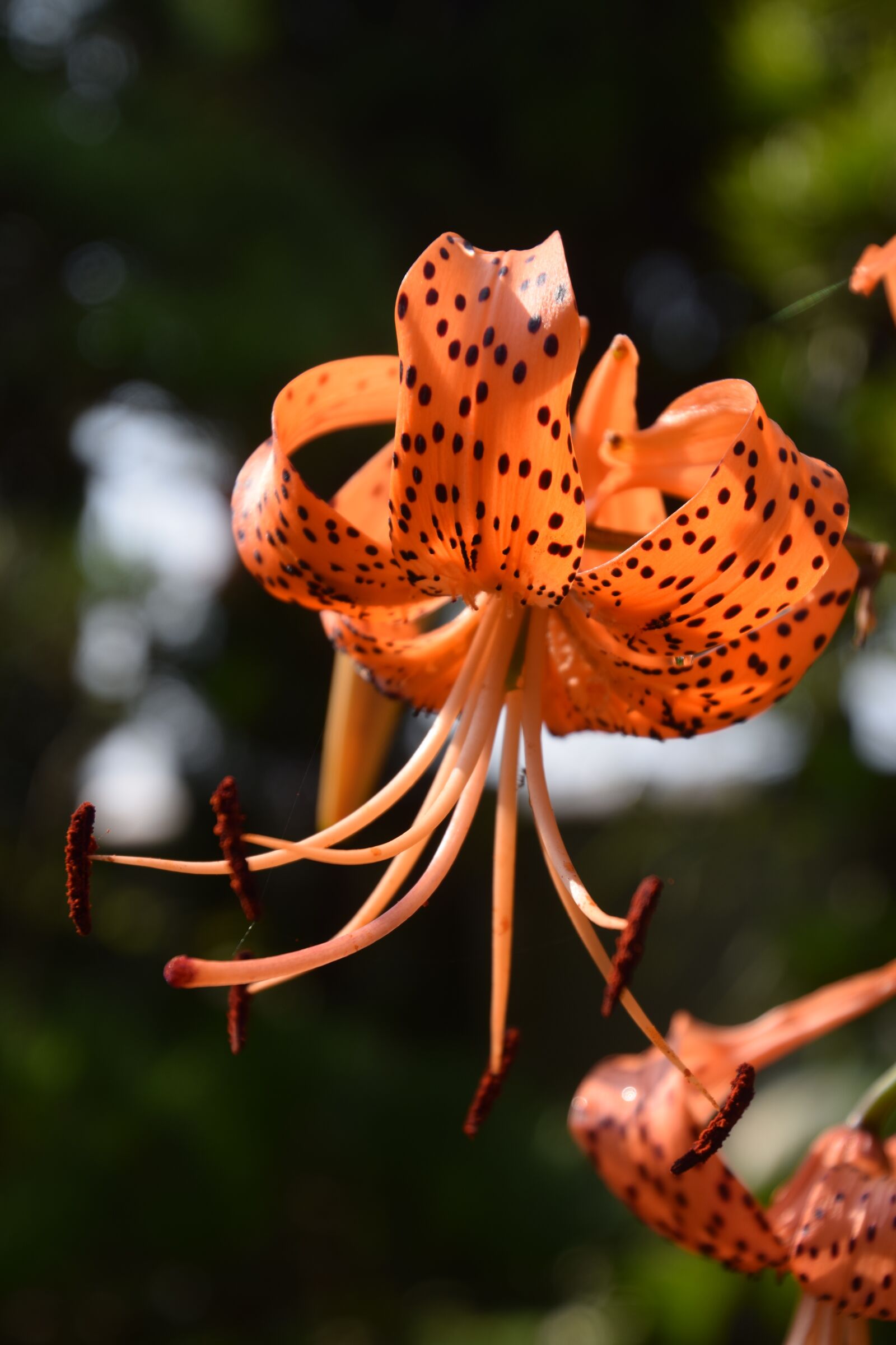 Nikon D5300 sample photo. Lily, flower, blossom photography