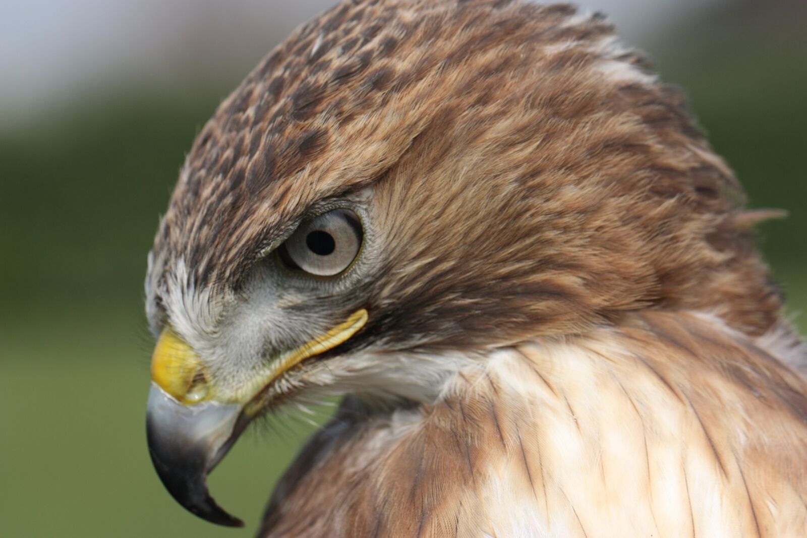 Canon EOS 450D (EOS Rebel XSi / EOS Kiss X2) sample photo. Buzzard, codarossa, falco photography