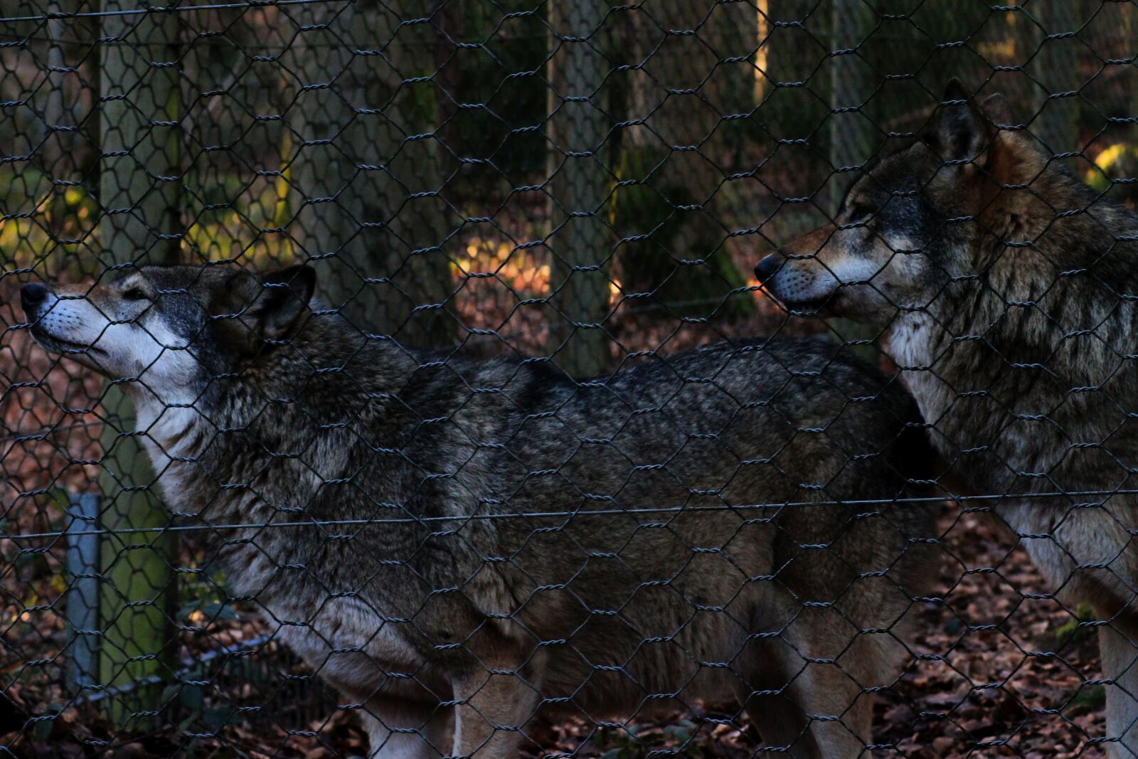 Canon EOS 1100D (EOS Rebel T3 / EOS Kiss X50) sample photo. Wolves, nature, animal photography