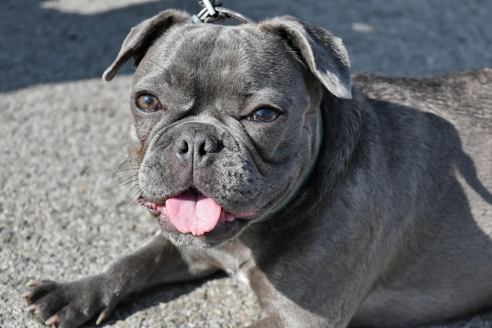 Nikon D5500 sample photo. Puppy, cute, animal, canine photography