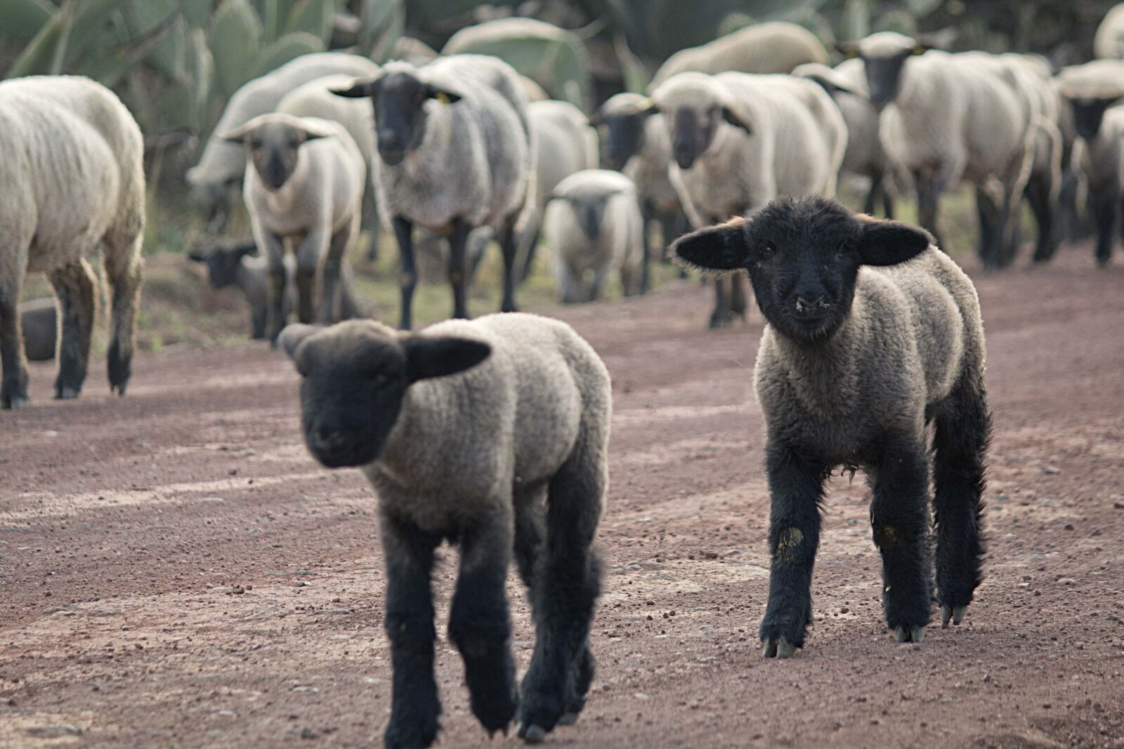 Canon EOS 600D (Rebel EOS T3i / EOS Kiss X5) sample photo. Mexico, ranch, sheep photography
