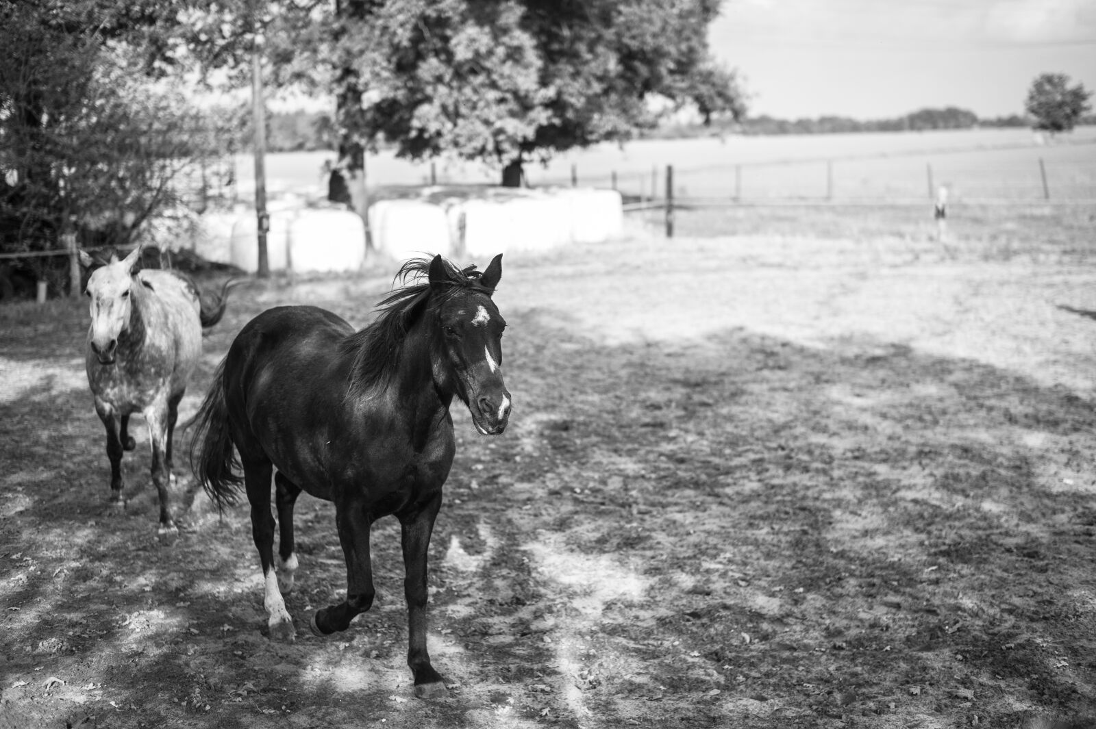 Leica M9 + Leica Summilux-M 50mm F1.4 ASPH sample photo. Black white, farm, horse photography
