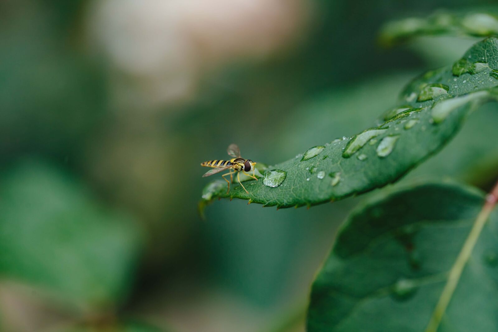 Canon EF 100mm F2.8 Macro USM sample photo. Ecology, insect, purity, raindrop photography