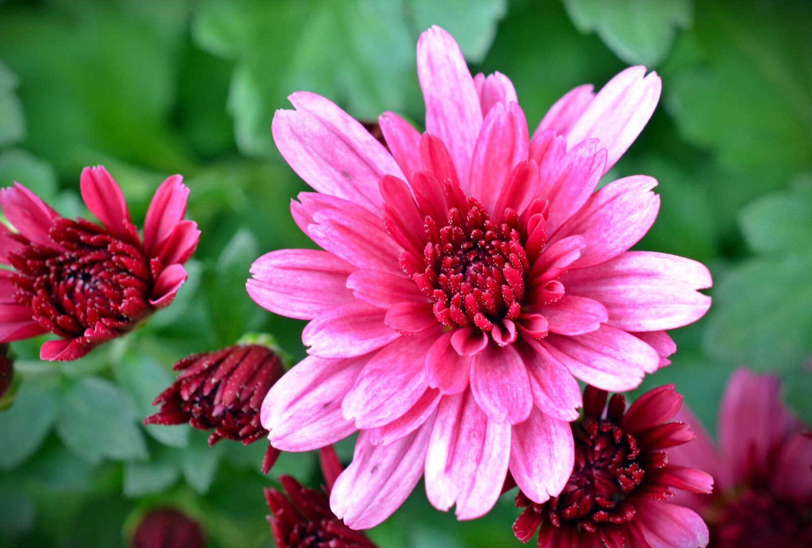 Nikon D5200 sample photo. Chrysanthemums, flower, plant photography