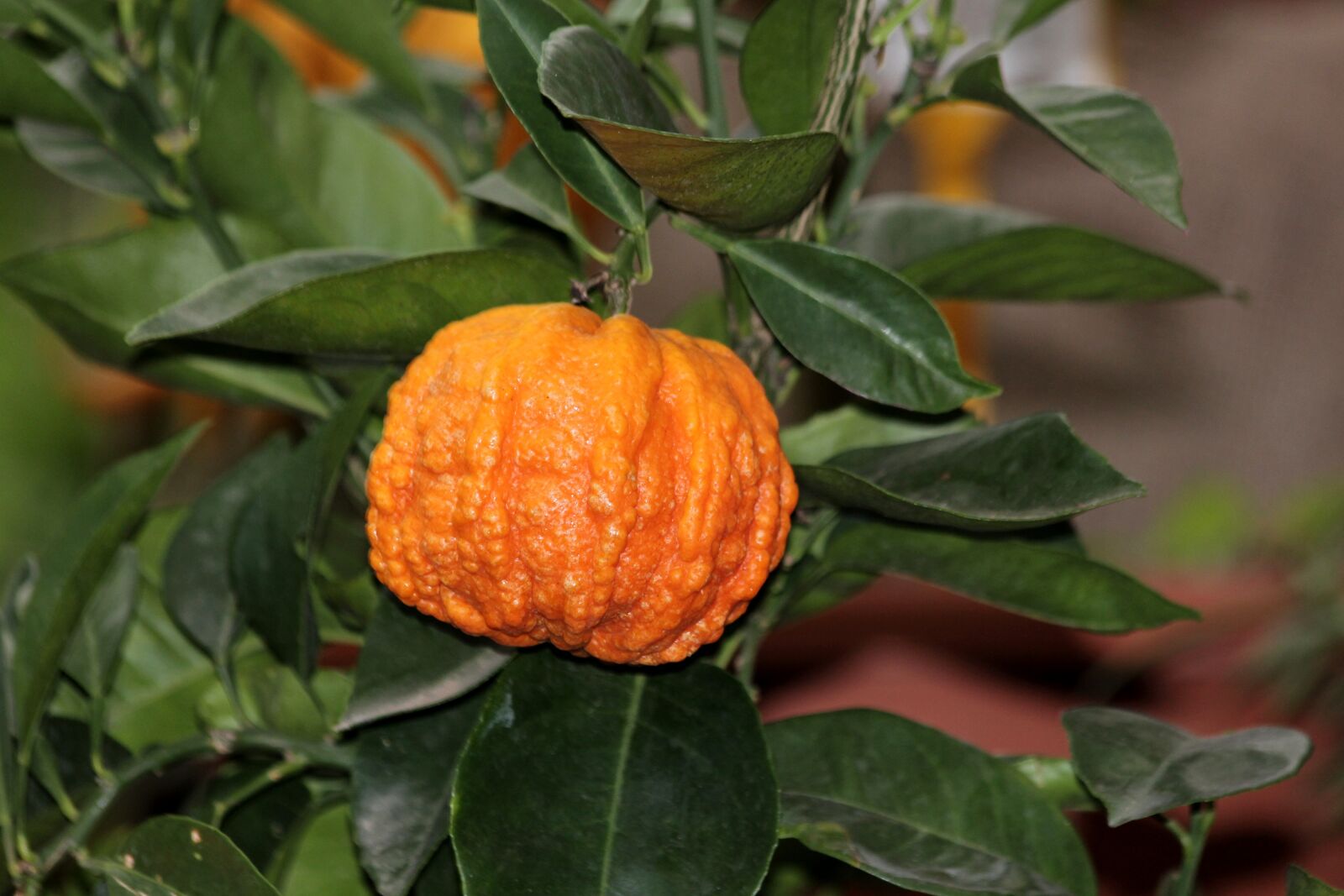 Canon EOS 650D (EOS Rebel T4i / EOS Kiss X6i) sample photo. Tangerine, sheet, food photography