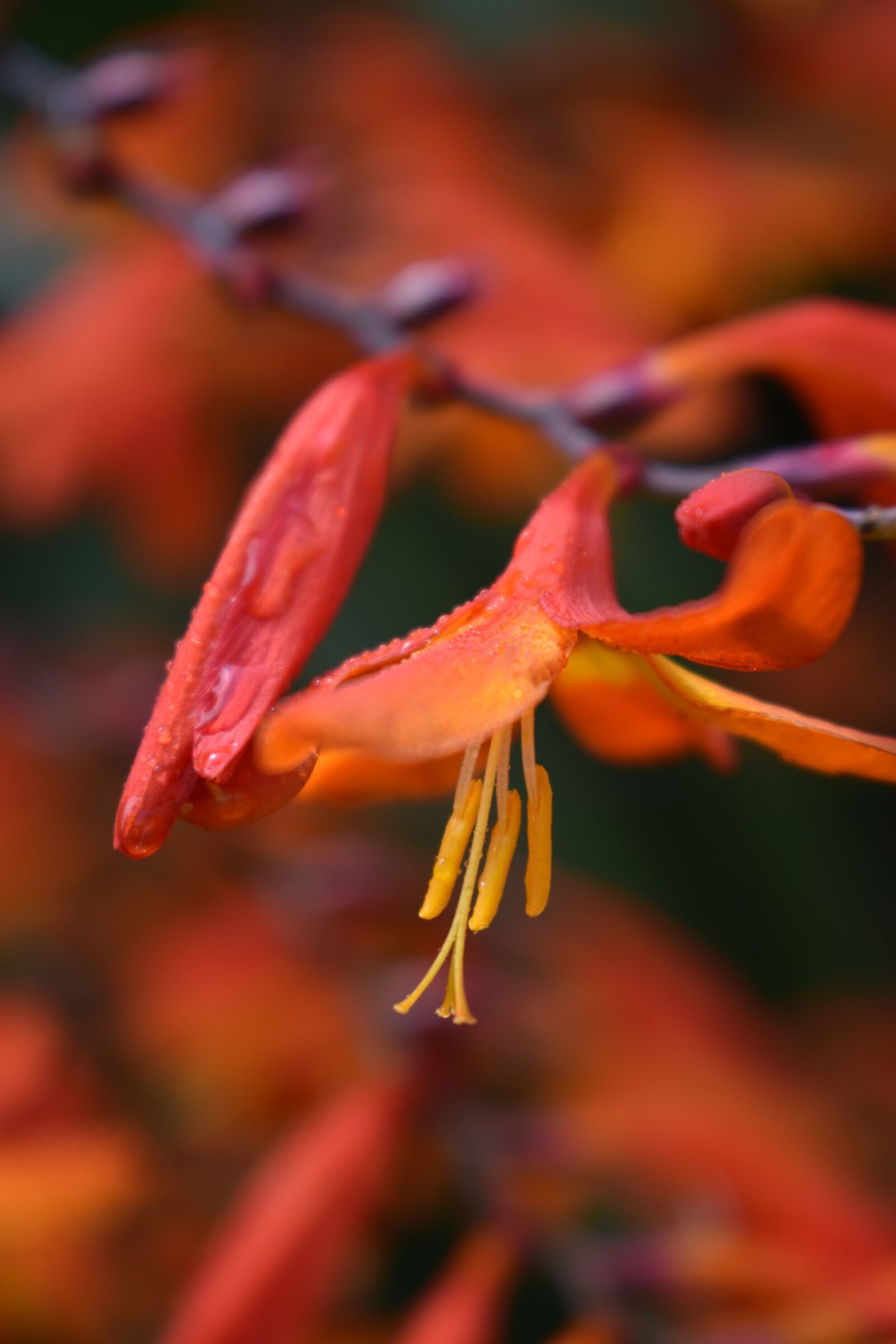 Nikon D3500 sample photo. Flower, orange, bloom photography