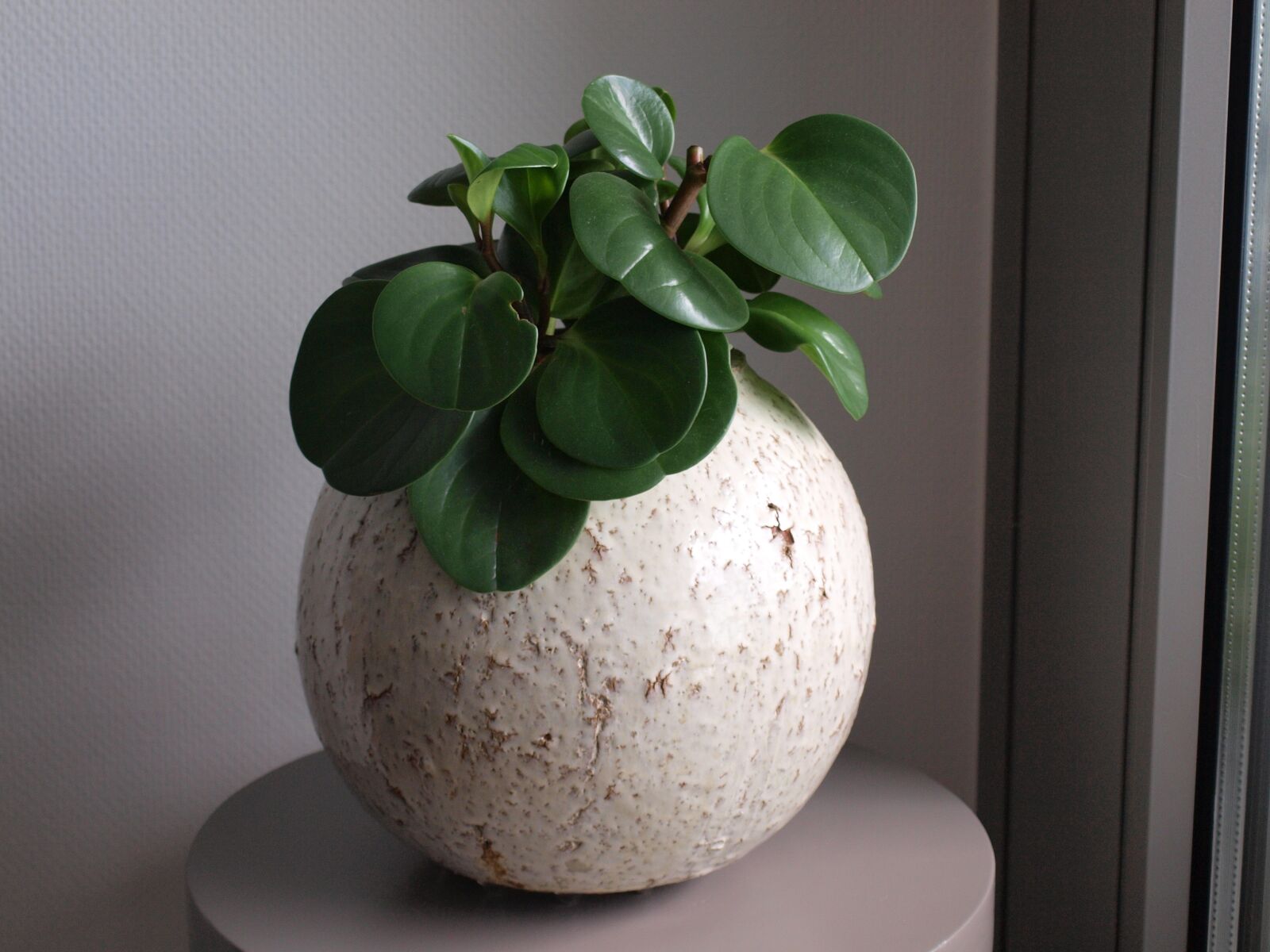 Olympus E-420 (EVOLT E-420) sample photo. Plant, pot, pots photography
