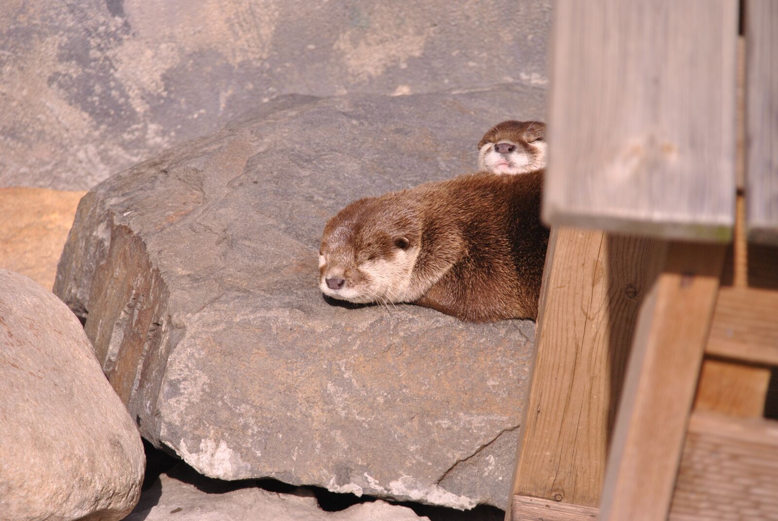 Nikon D3000 sample photo. Sleeping, otter, zoo photography