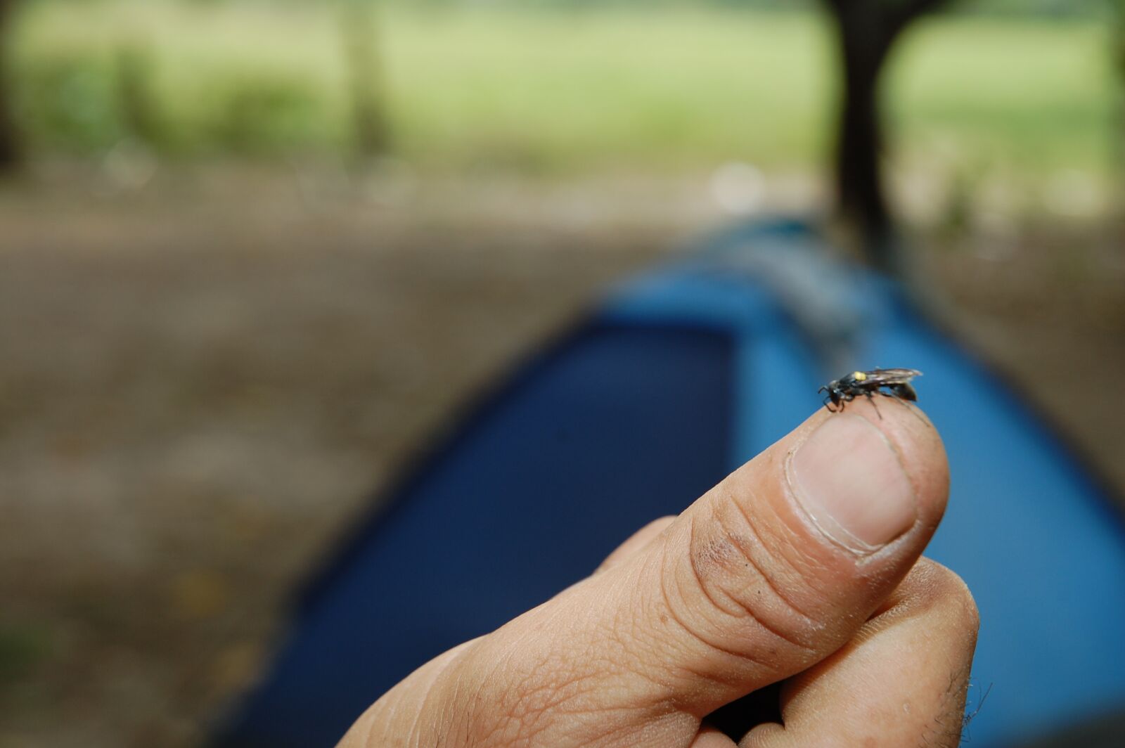 Nikon D40 sample photo. Macro, animal, micro photography