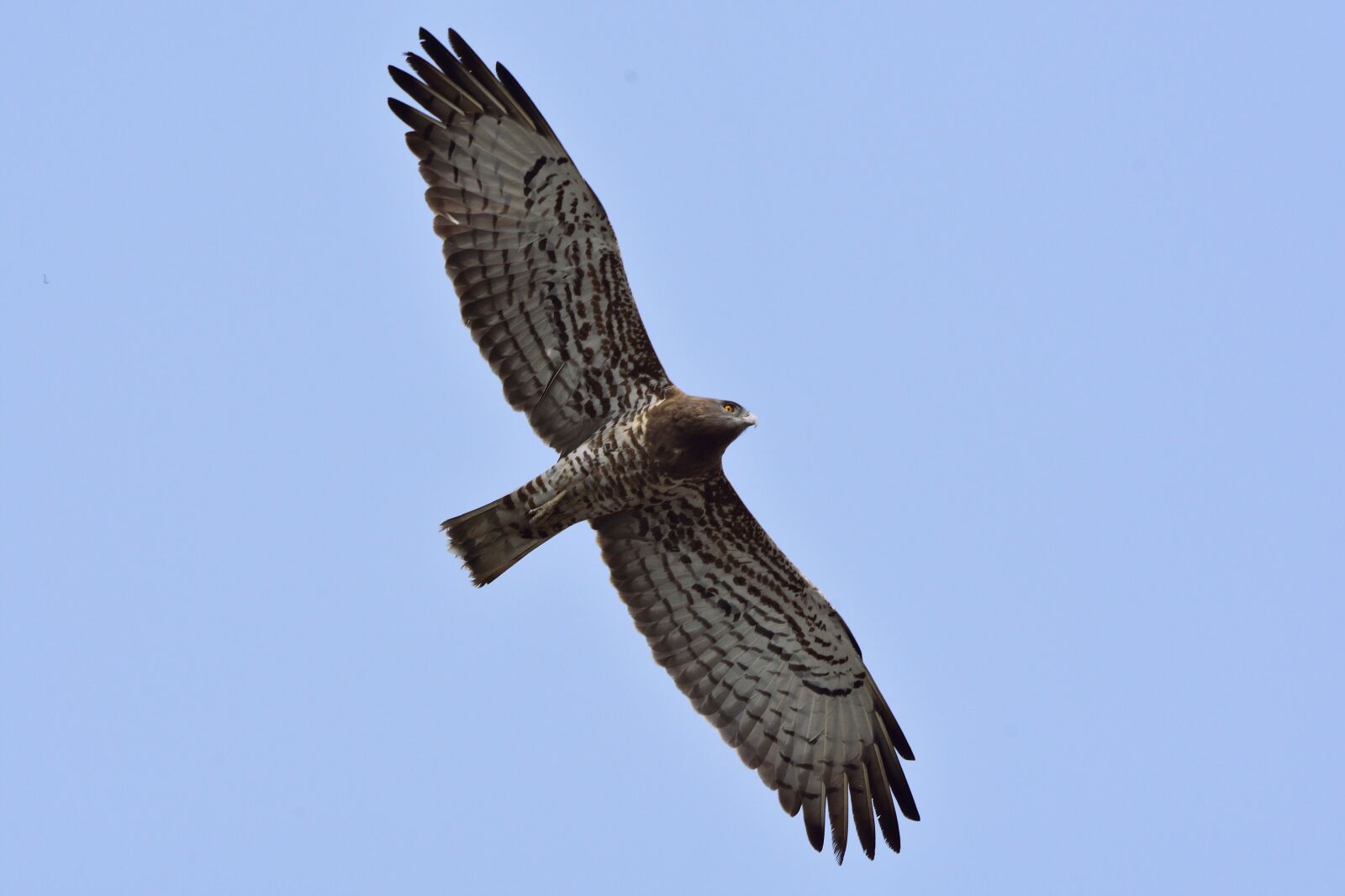 Nikon D7200 sample photo. Short toad snake eagle photography