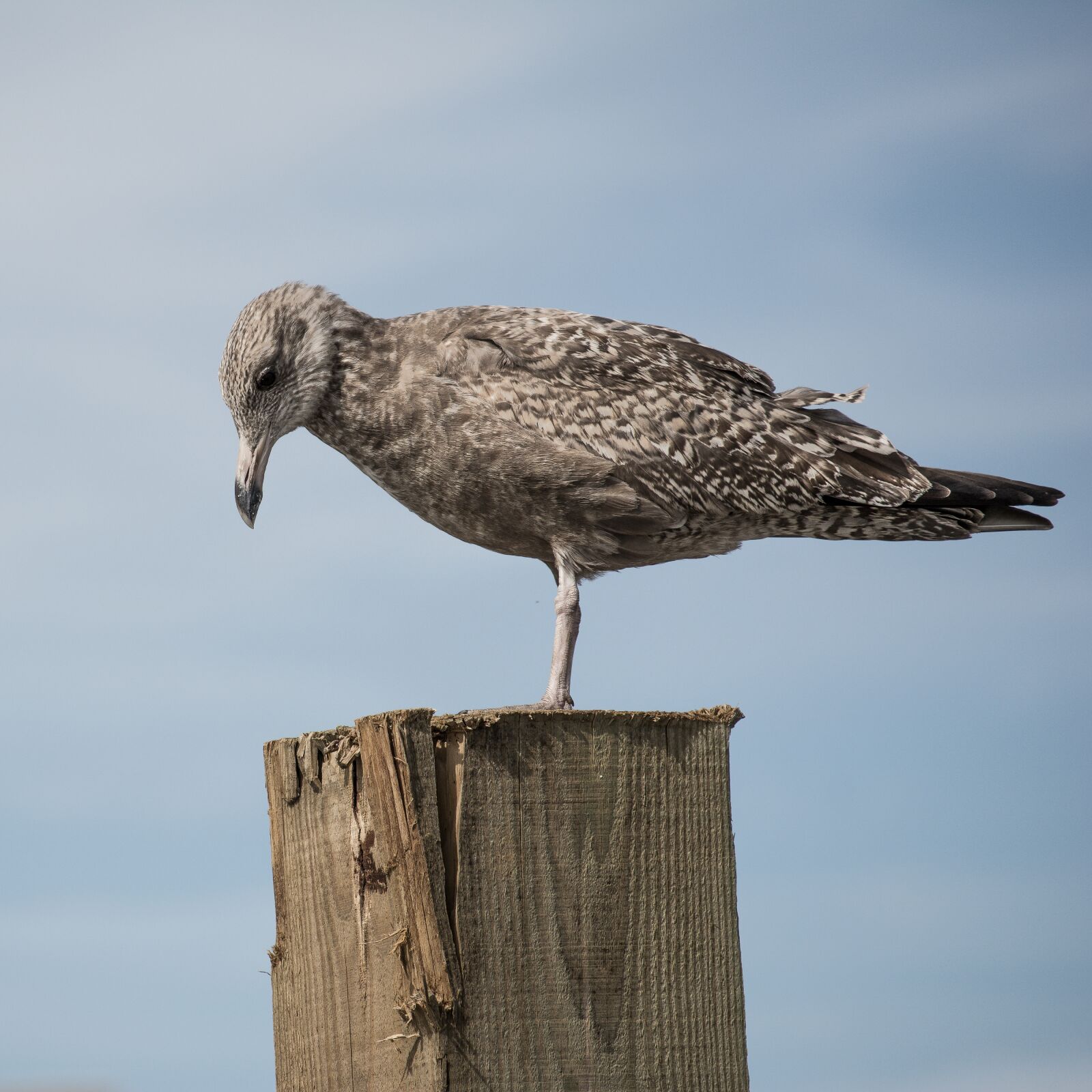 Nikon D7100 sample photo. Bird, nature, grey photography
