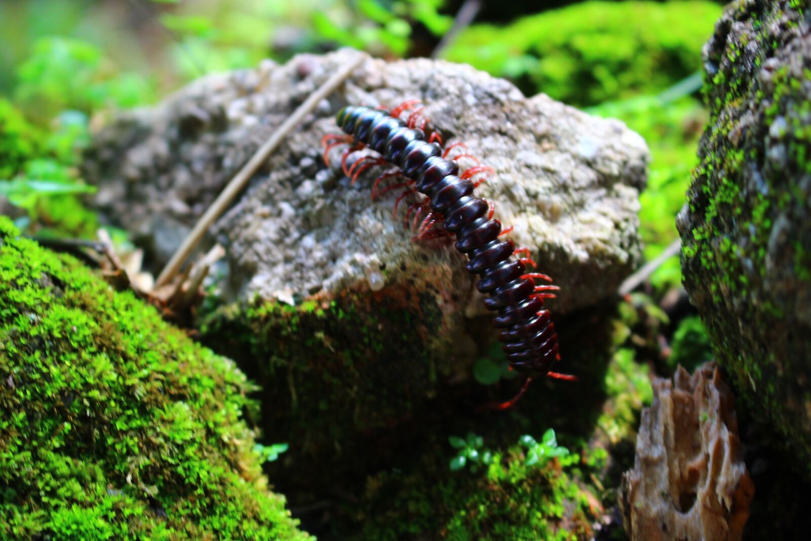 Canon EOS 700D (EOS Rebel T5i / EOS Kiss X7i) sample photo. Centipede, scolopendra, insect photography