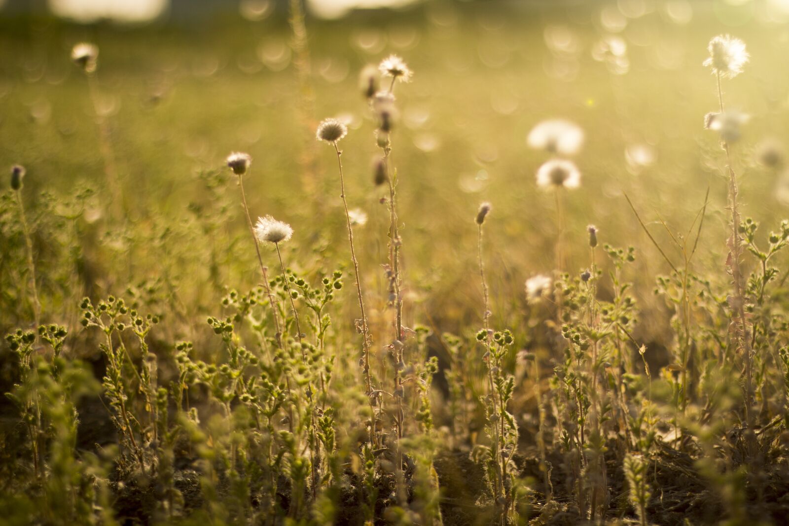Canon EF 50mm F1.8 STM sample photo. Yellow, sunflower, twilight photography