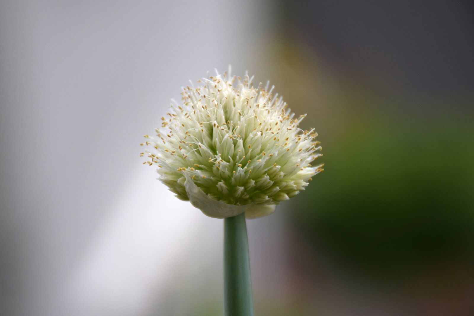 Nikon D5300 sample photo. Onions, green onion, flowers photography