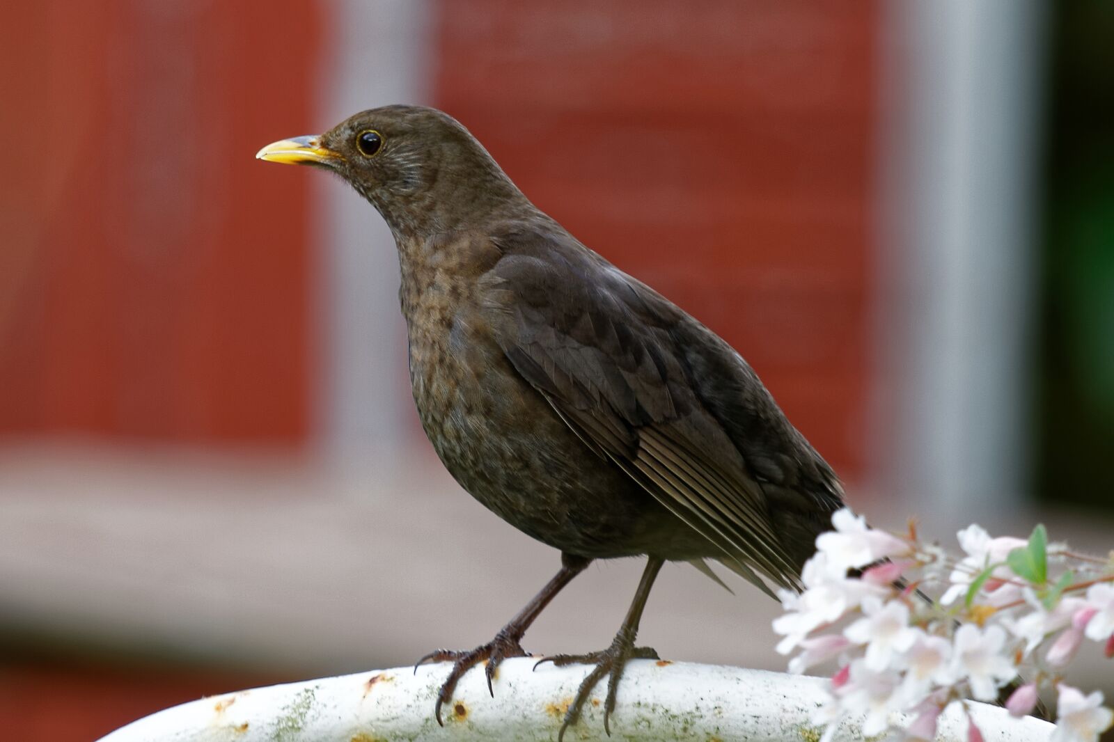 Canon EOS 7D sample photo. Blackbird, female, turdus merula photography