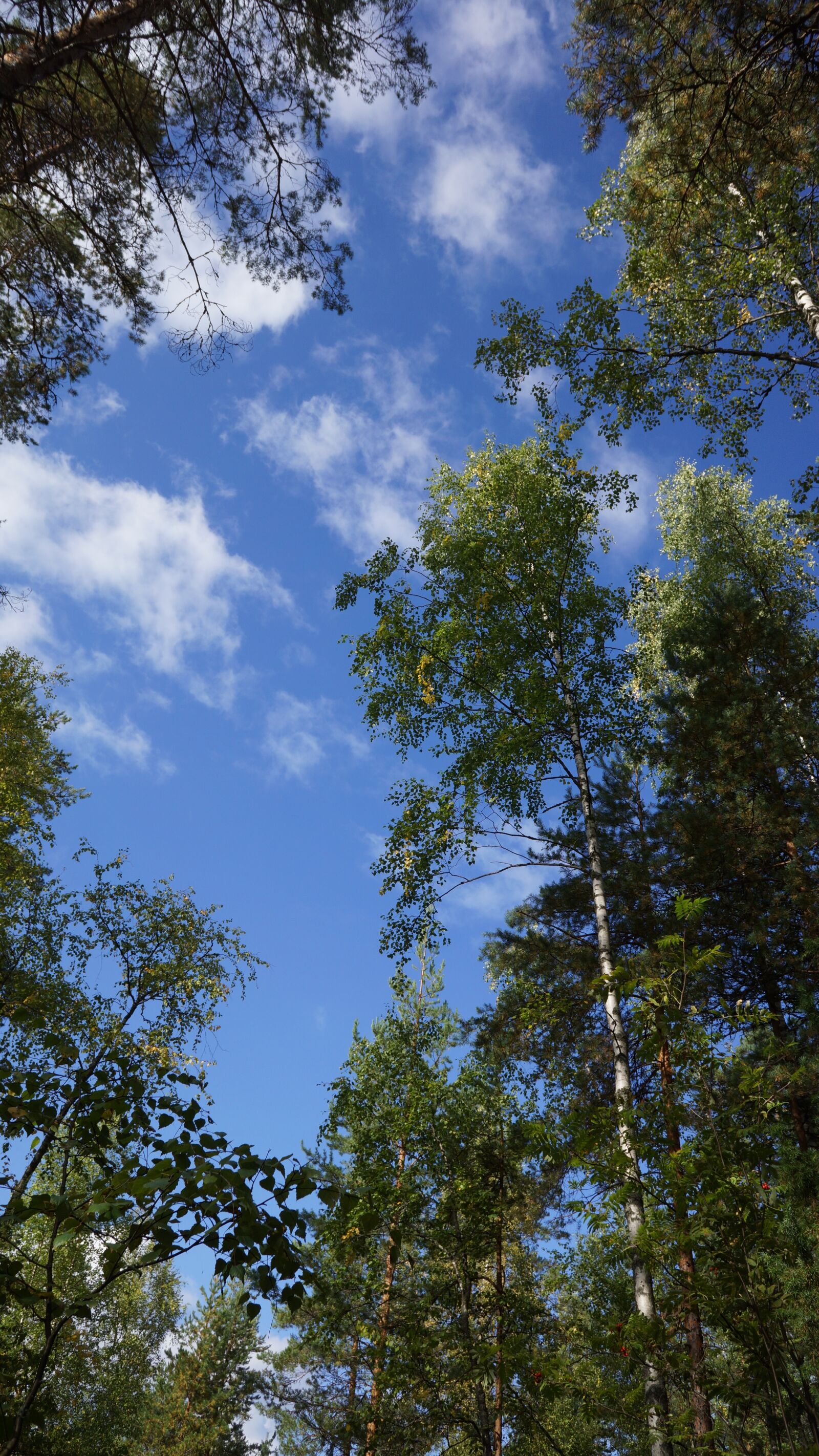 Sony Alpha NEX-7 + Sony E 16mm F2.8 sample photo. Finnish, forest, nature photography
