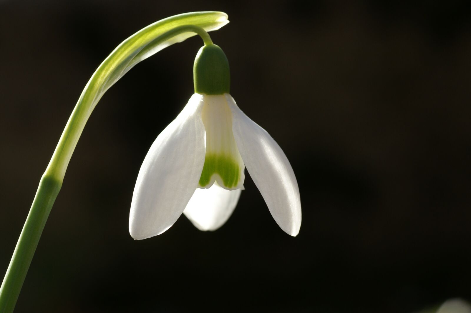 KONICA MINOLTA DYNAX 7D sample photo. Snowdrop, spring flower, nature photography