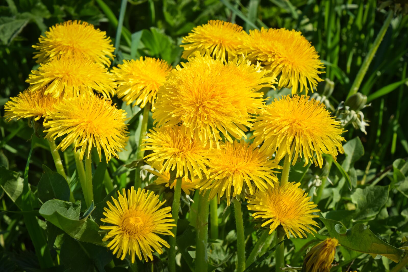Nikon D3300 sample photo. Flowers, dandelion, nature photography