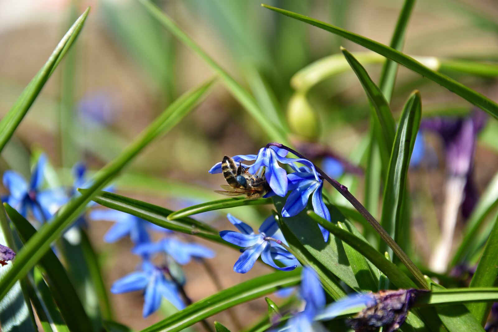 Nikon D3400 sample photo. Nature, plant, insect photography