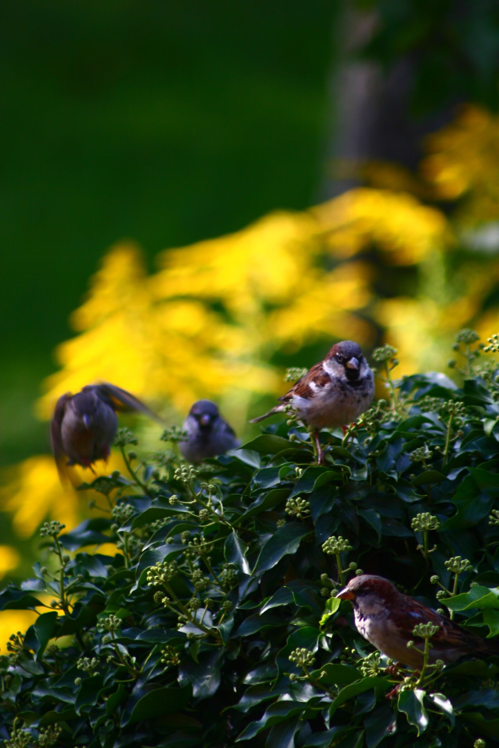 Canon EOS 30D sample photo. Birds, sparrows, nature photography