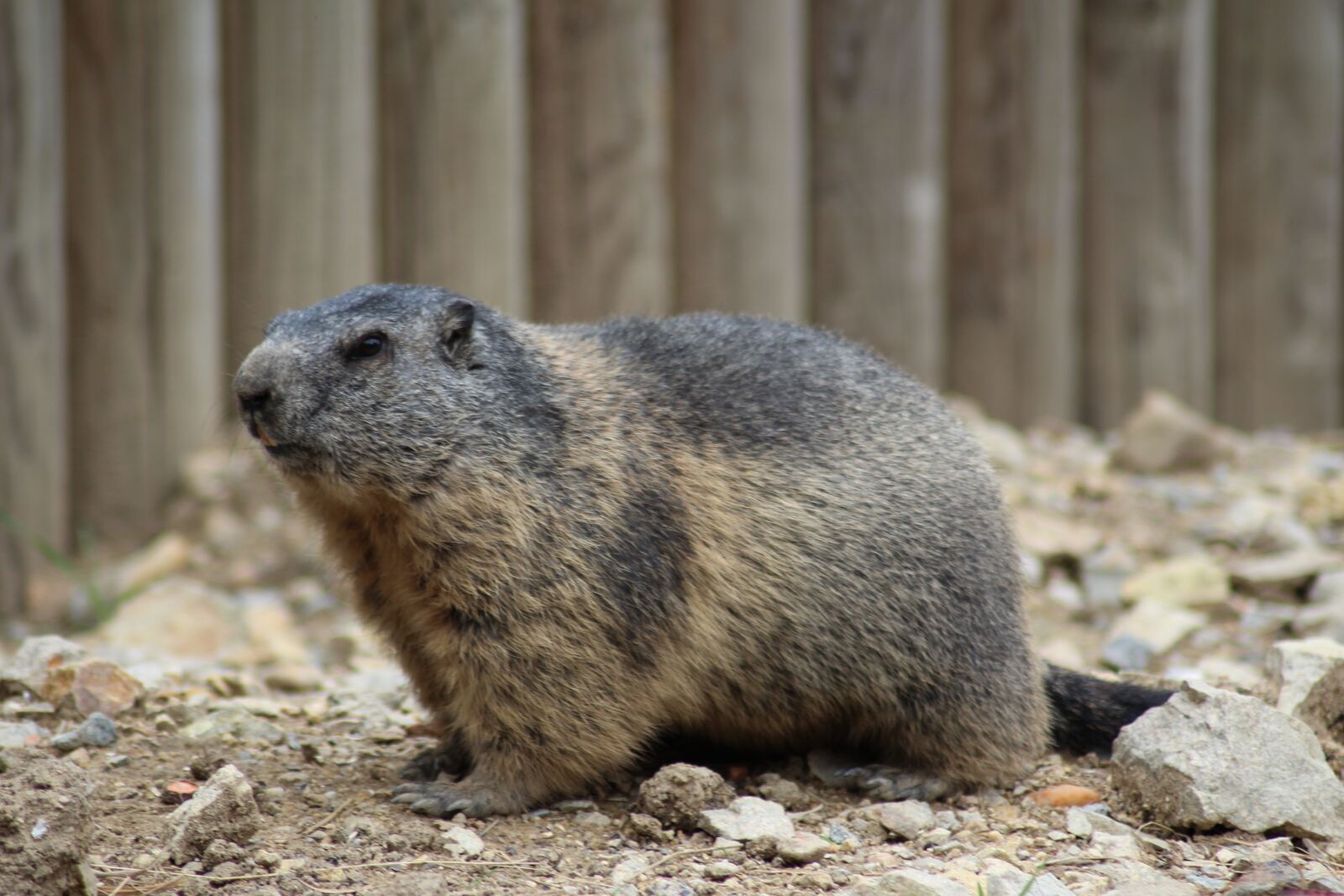 Canon EOS 1200D (EOS Rebel T5 / EOS Kiss X70 / EOS Hi) sample photo. Gopher, zoo deep, zoo photography