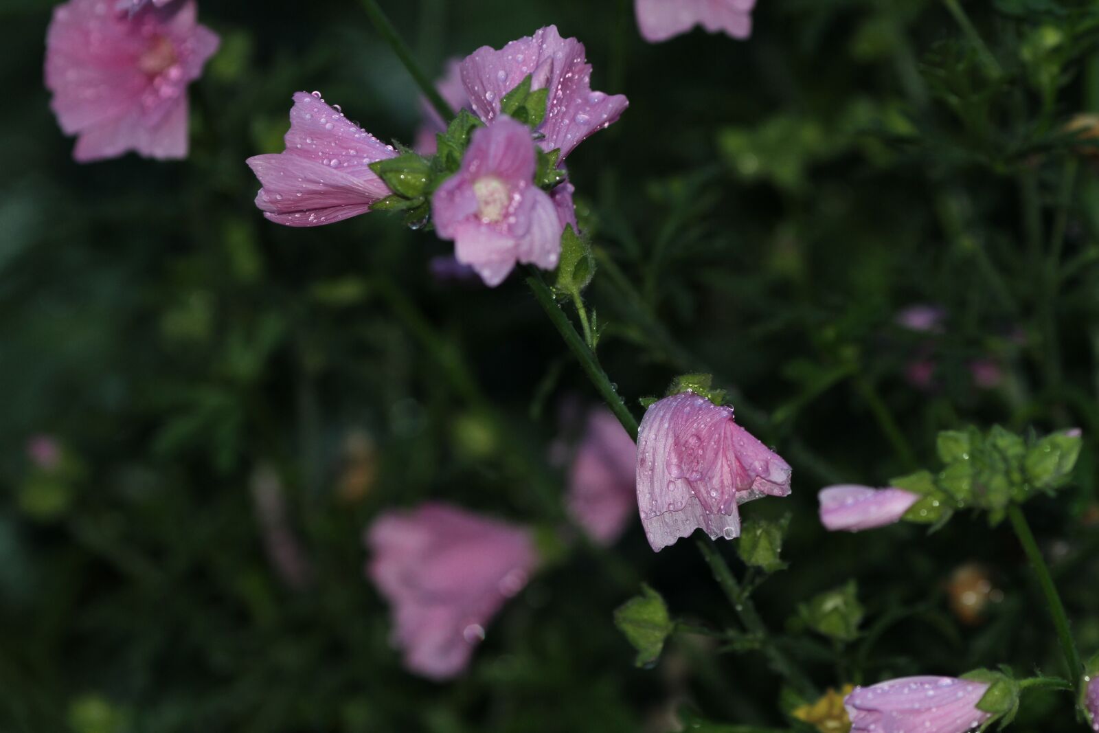 Canon EOS 7D sample photo. Flower, nature, plant photography