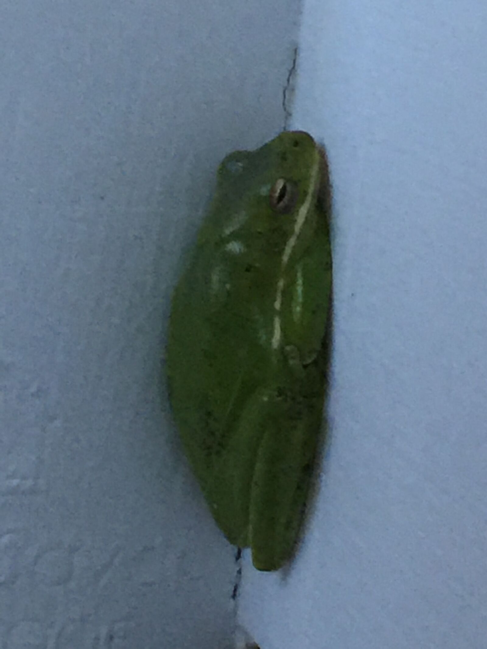 Apple iPhone 6 Plus sample photo. Frog, tree frog, green photography