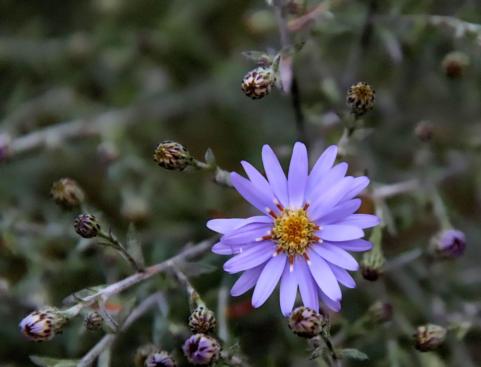 Canon EOS 800D (EOS Rebel T7i / EOS Kiss X9i) sample photo. Flower, color blue, plants photography