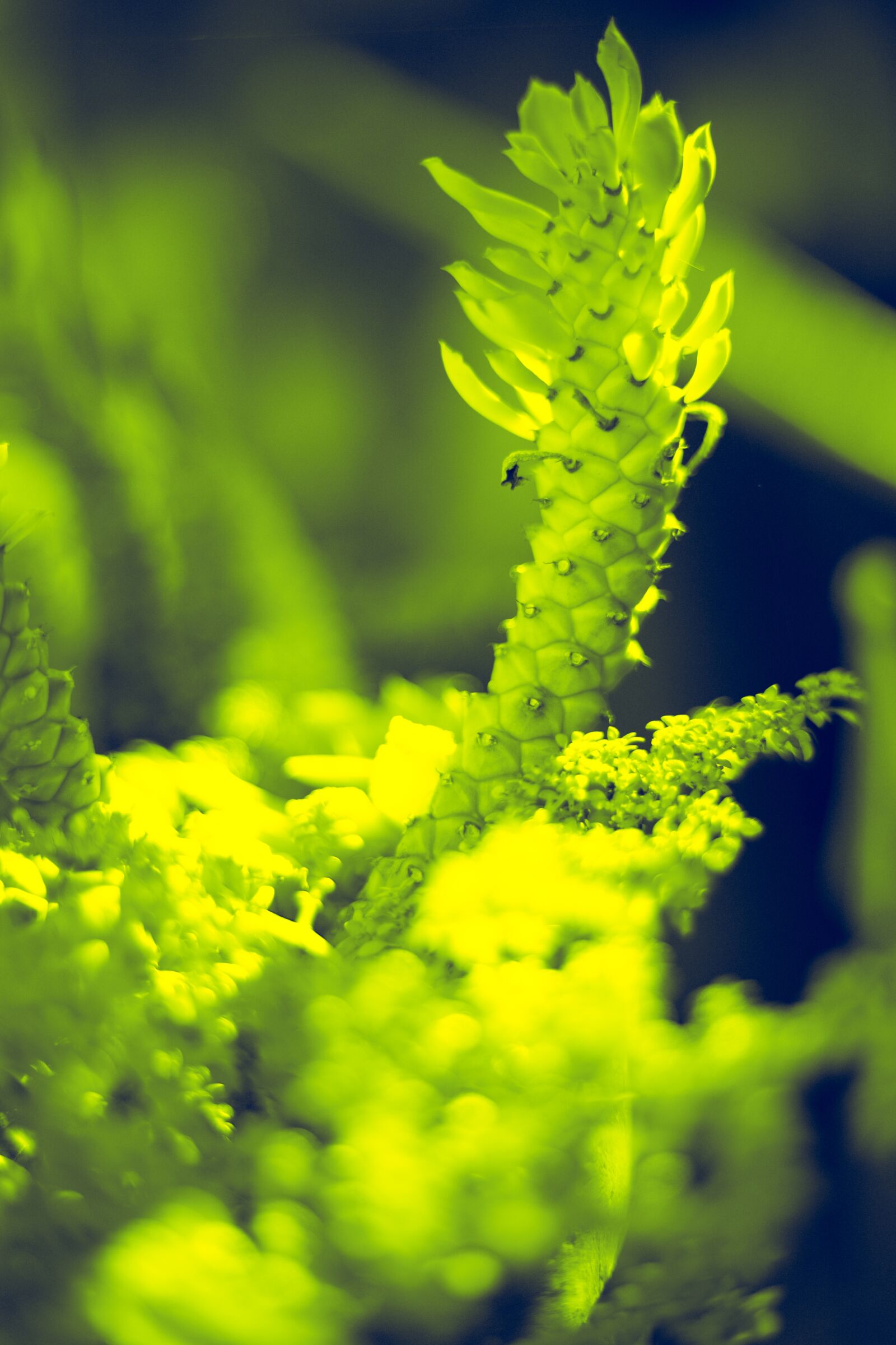 Canon EOS RP sample photo. Green, plant, nature photography