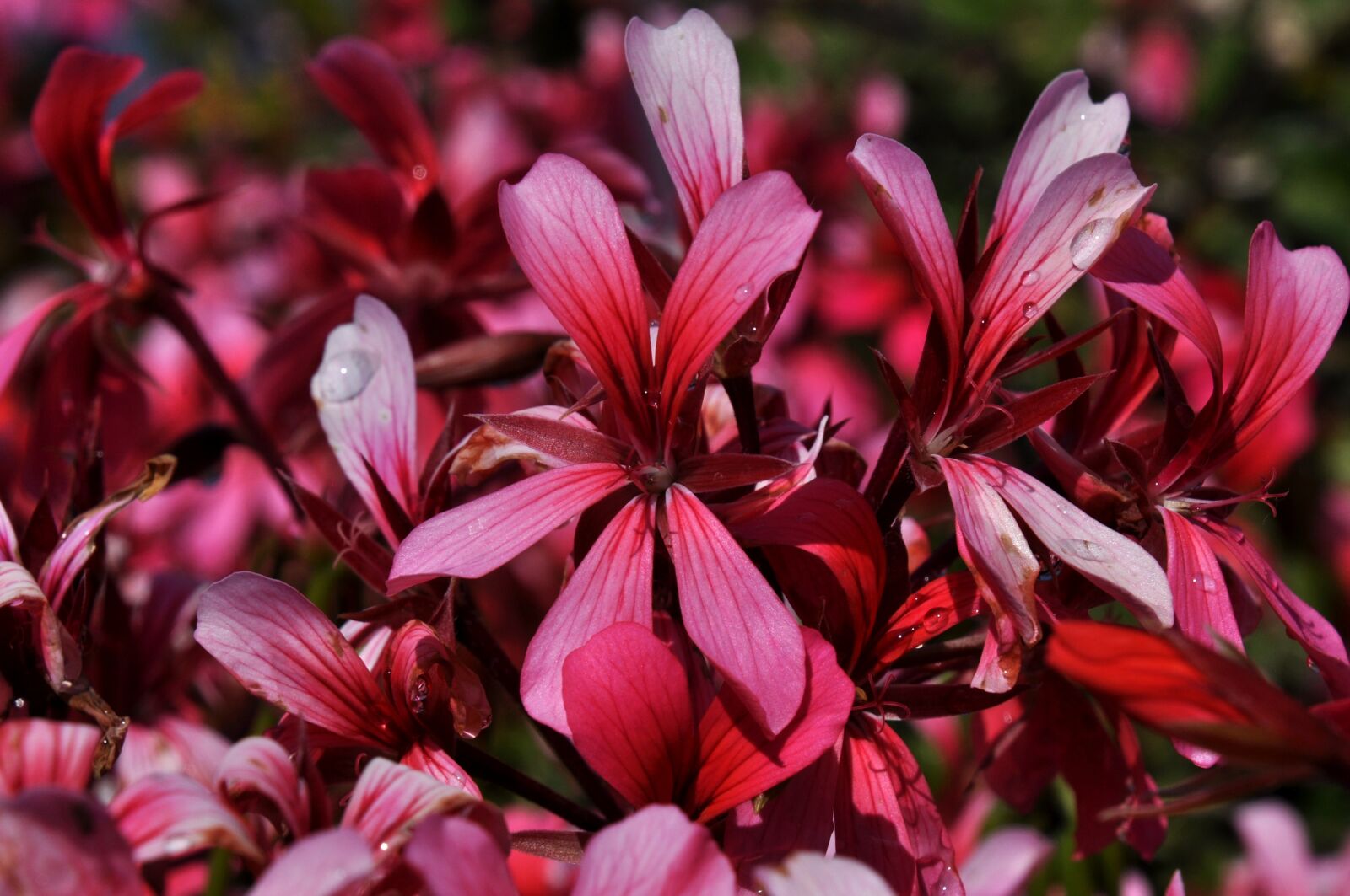 Nikon D90 sample photo. Red, flowers, spring photography