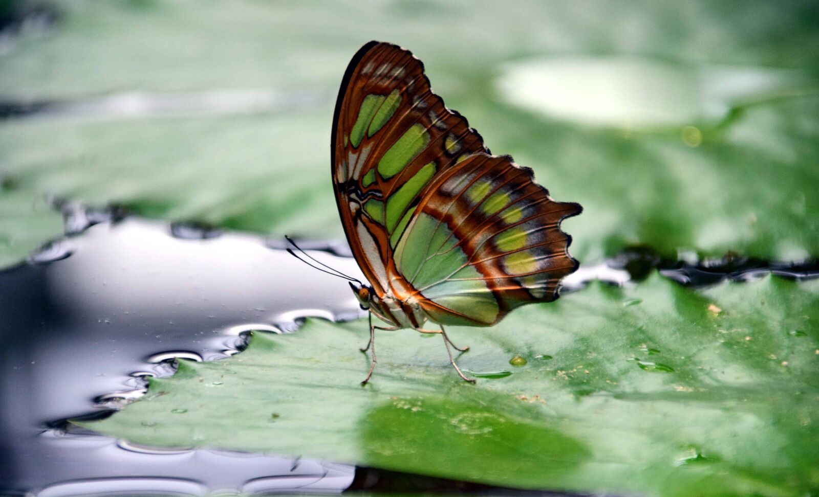 Nikon D3300 sample photo. Nature, leaf, insect, butterfly photography