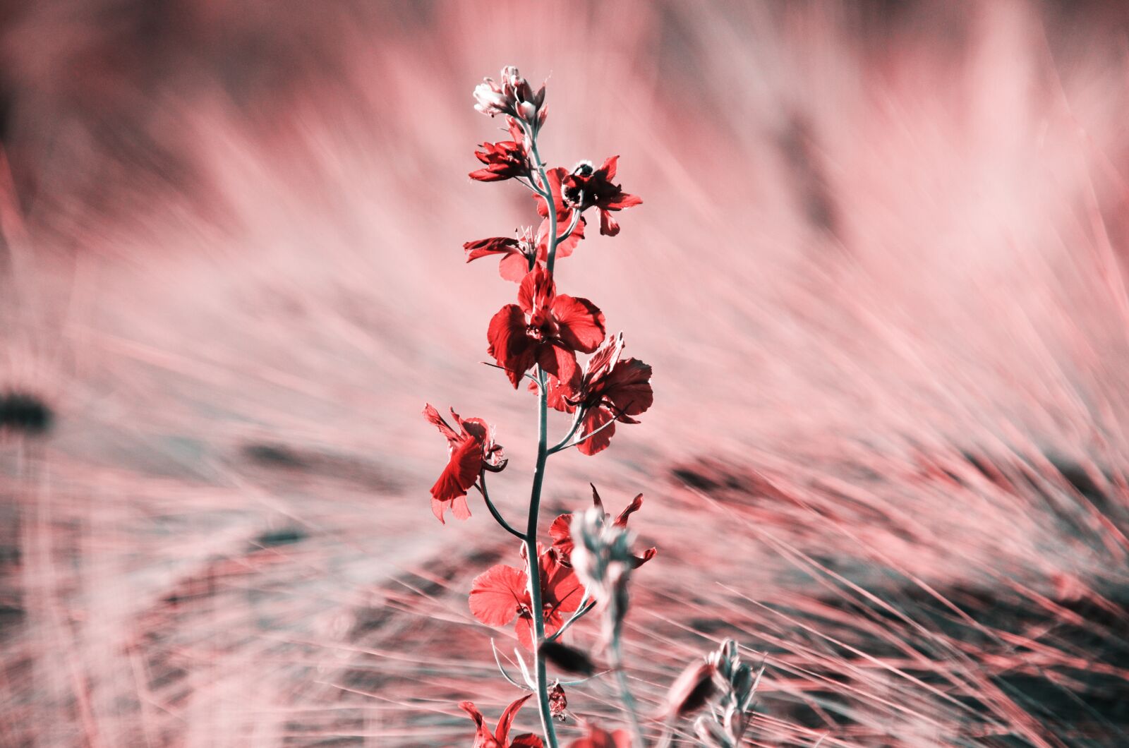 Nikon D7000 sample photo. Flower, alone, crow's-feet photography