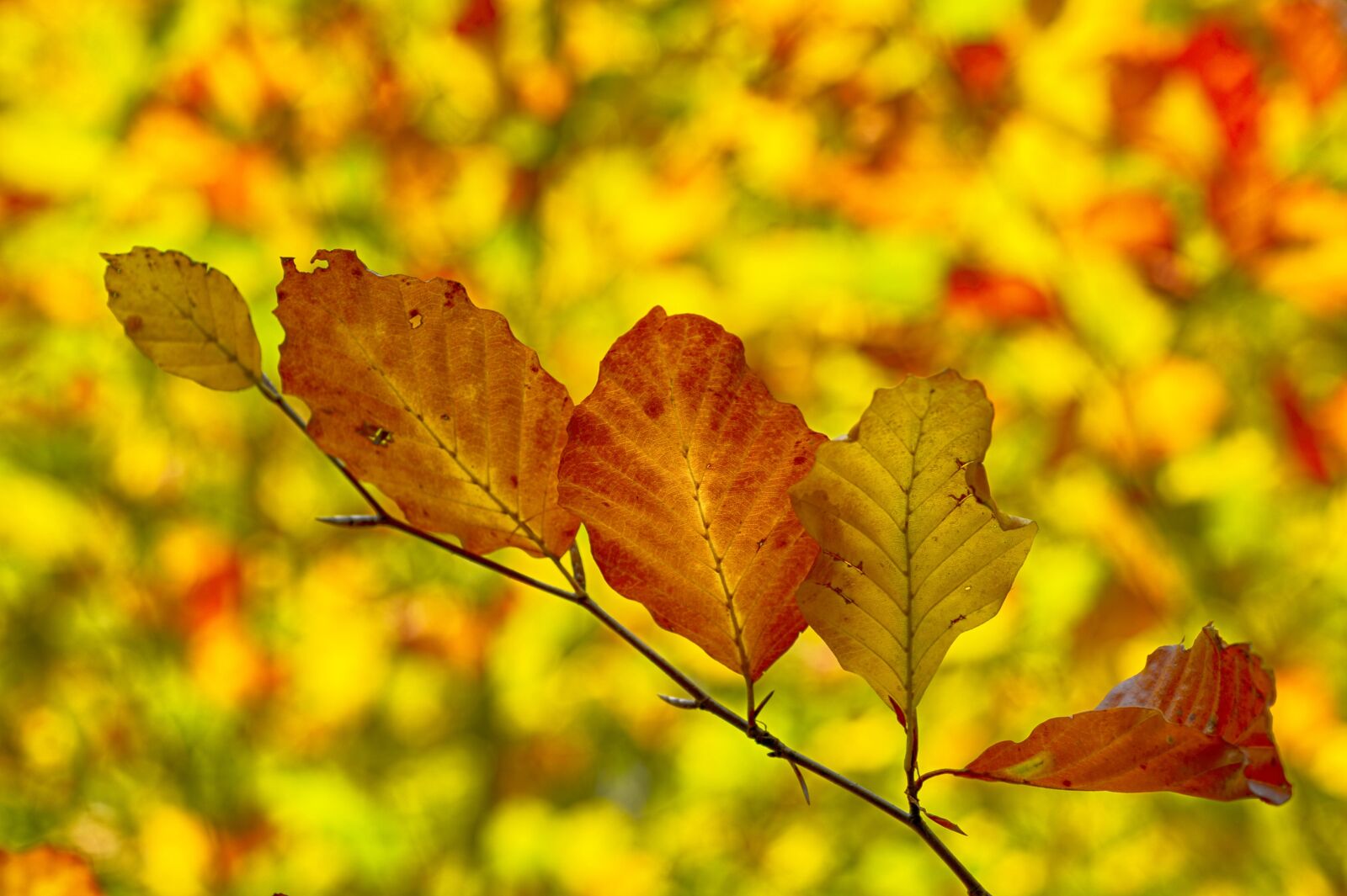 Nikon Df sample photo. Nature, leaf, tree photography