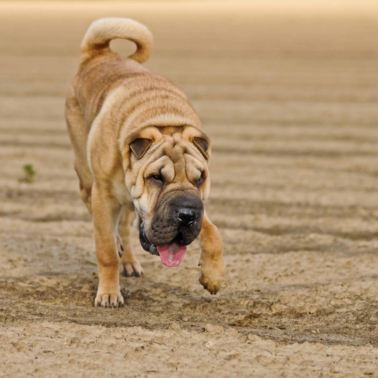 Nikon D300 sample photo. Dog, cute, animal, pet photography