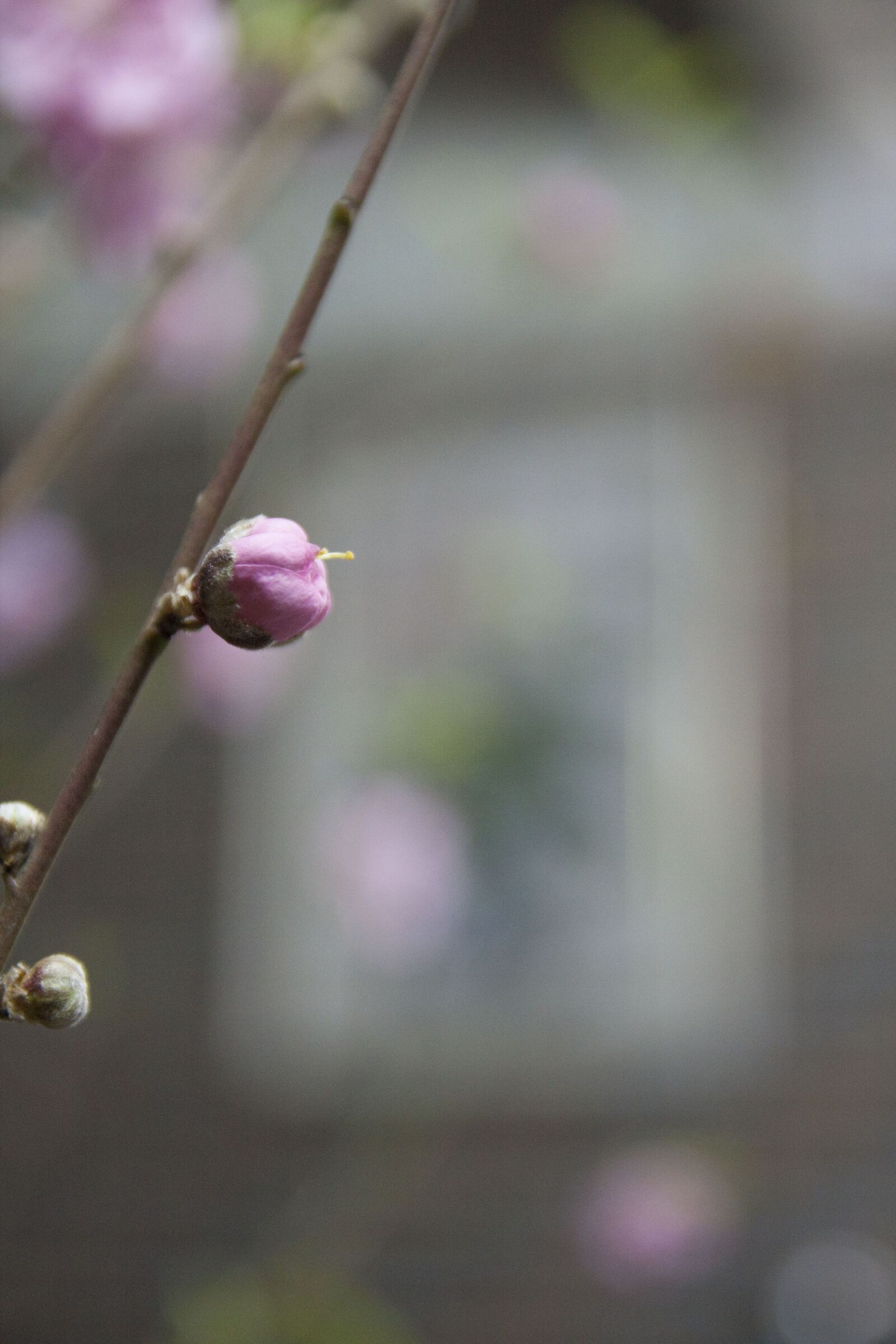 Canon EOS 40D sample photo. Remove the watermark, single photography