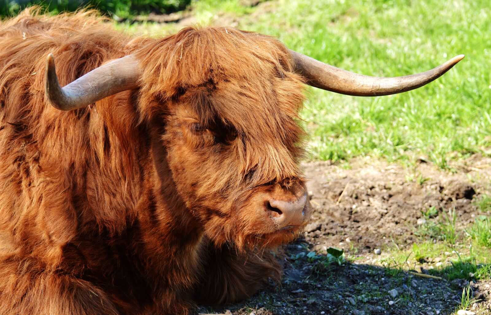 Nikon D3200 sample photo. Bull, beef, horns photography