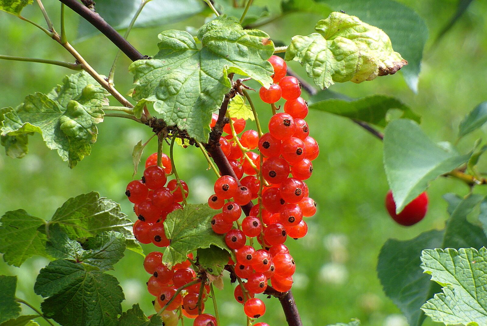 Samsung WB750 sample photo. Bush, currant, red photography