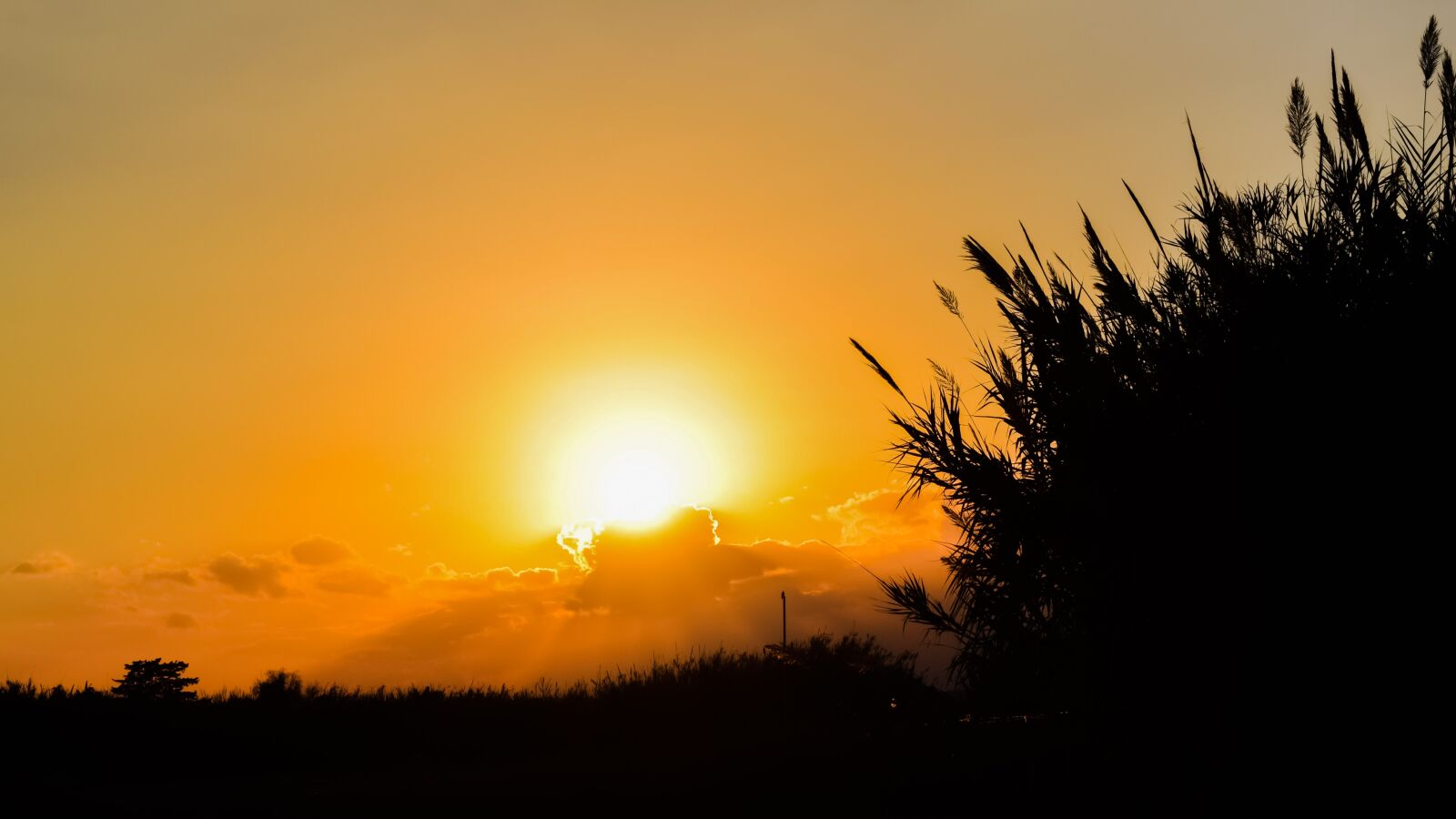 Nikon D3300 sample photo. Sun, sunset, reeds photography
